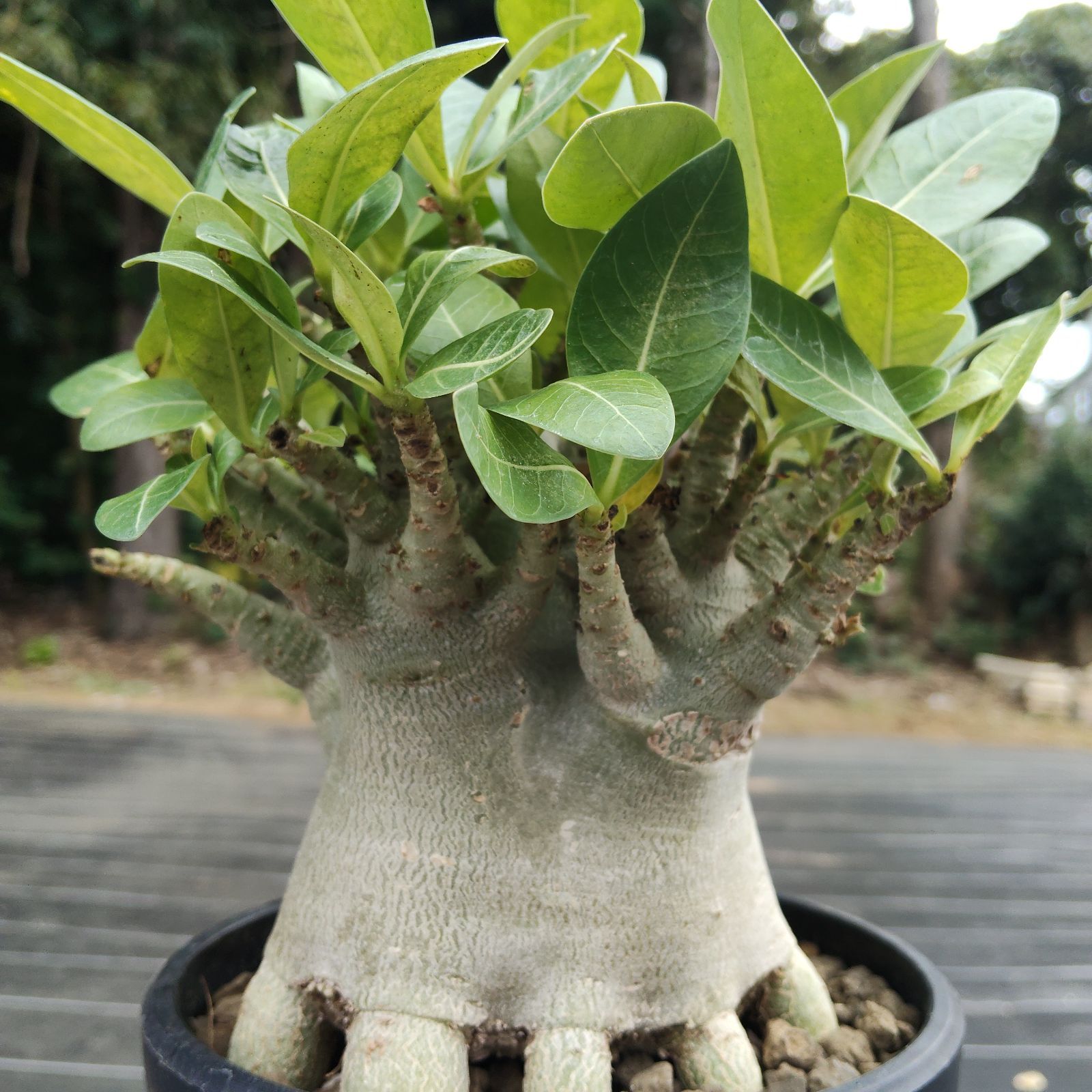 a79 アデニウム ドワーフ 塊根植物 コーデックス アラビカム アラビクム g-bnk 観葉植物