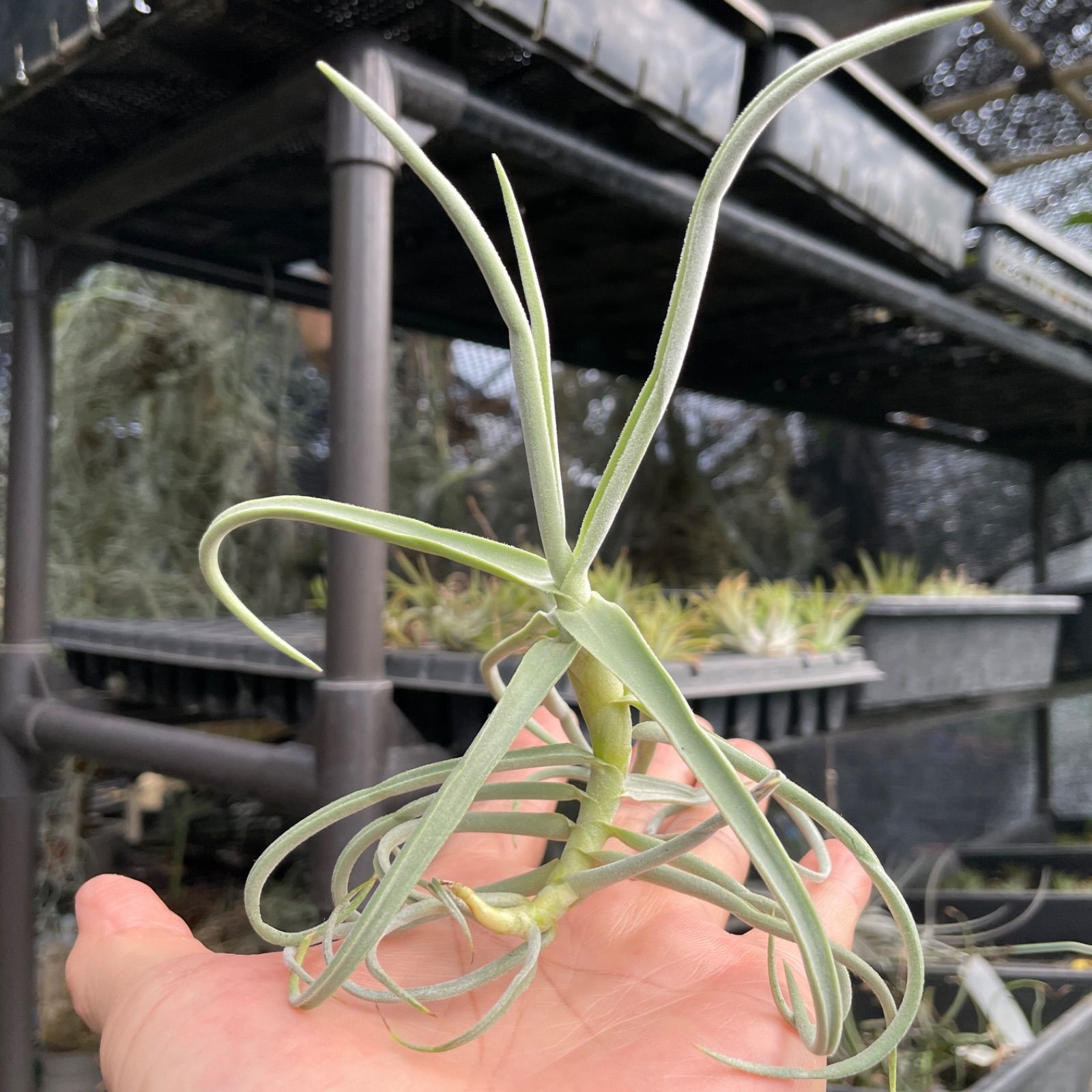 エアプランツ チランジア ドラティ 大サイズ 現品】特大 ティランジア