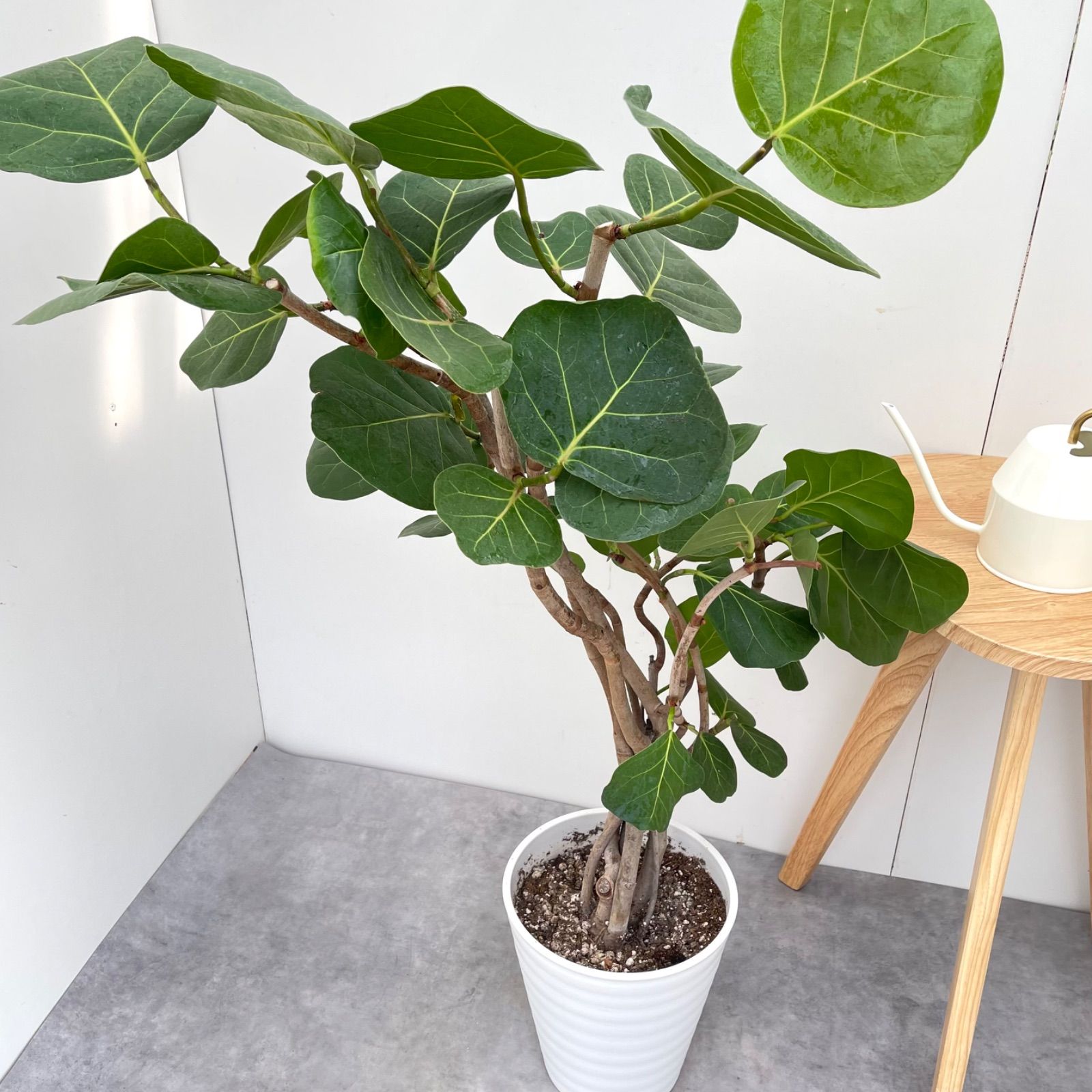 観葉植物 シーグレープ 8号 シーグレープ 8号 観葉植物 （ココロバ）8