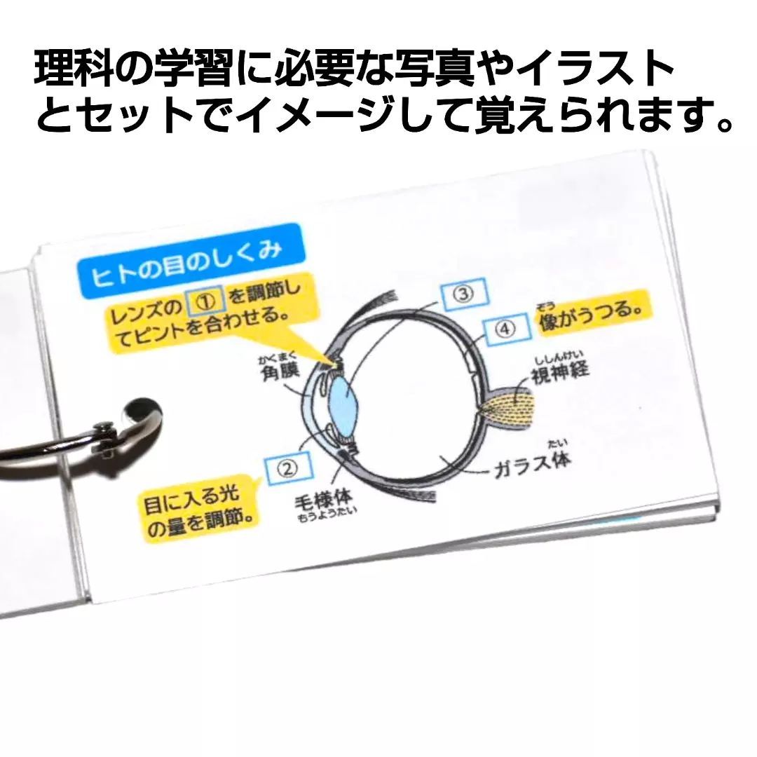 21】小学生理科 生物 暗記カード(中学受験対策、予習・復習