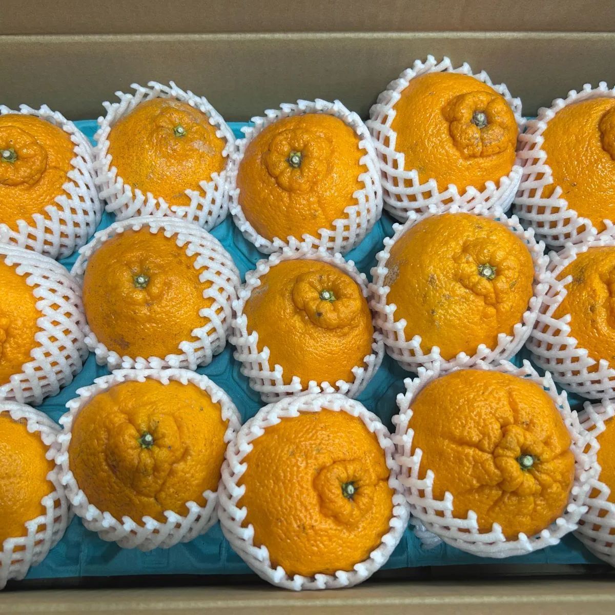こまどり様専用ページ」不知火 15玉☆秀品☆ 約5㎏ 熊本県産 こまどり様専用ページ」不知火 15玉☆秀品☆ 約5㎏ 熊本県産