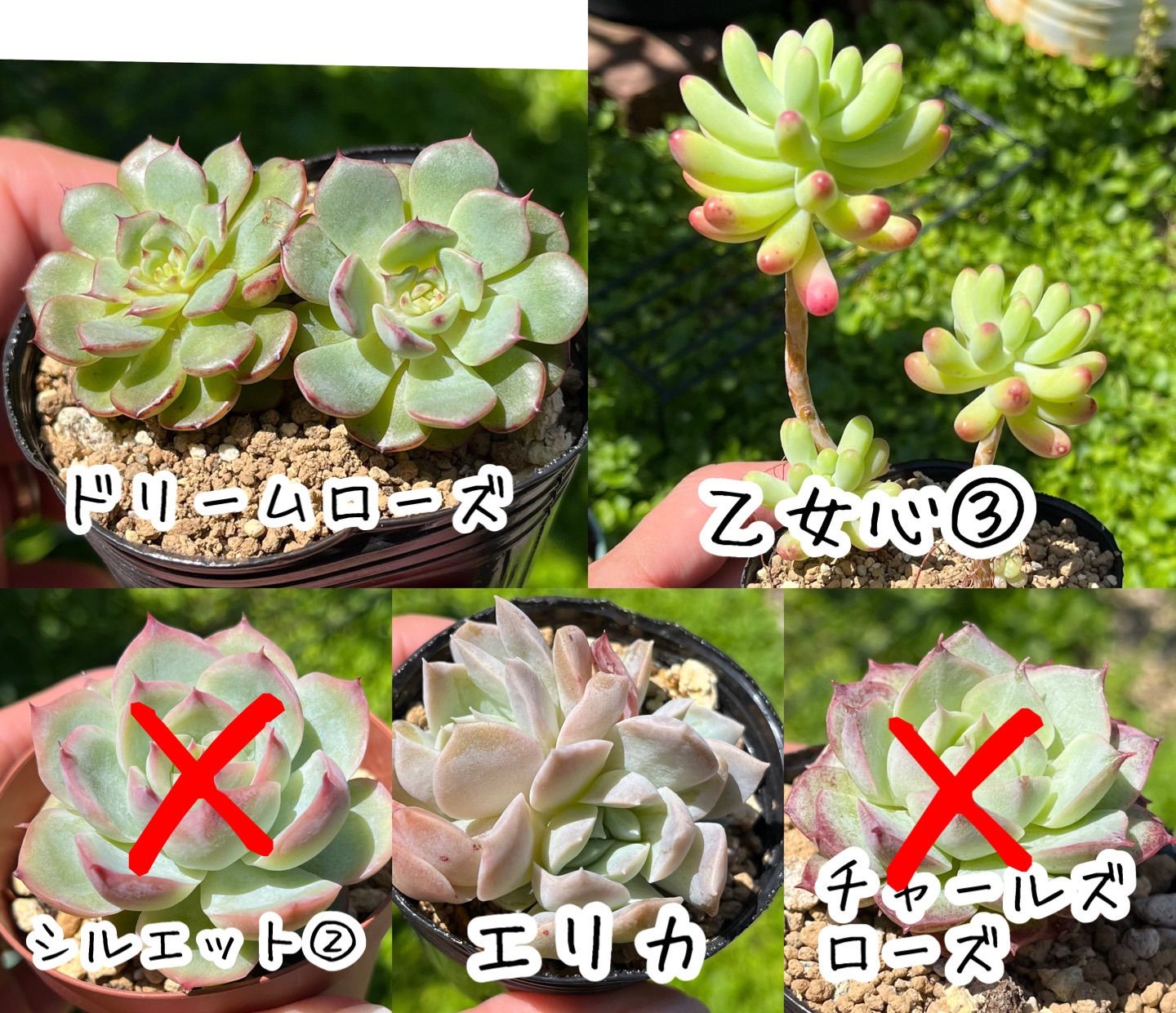 多肉植物 カット苗 セダムバイキング❣️ - エケベリア・セダム