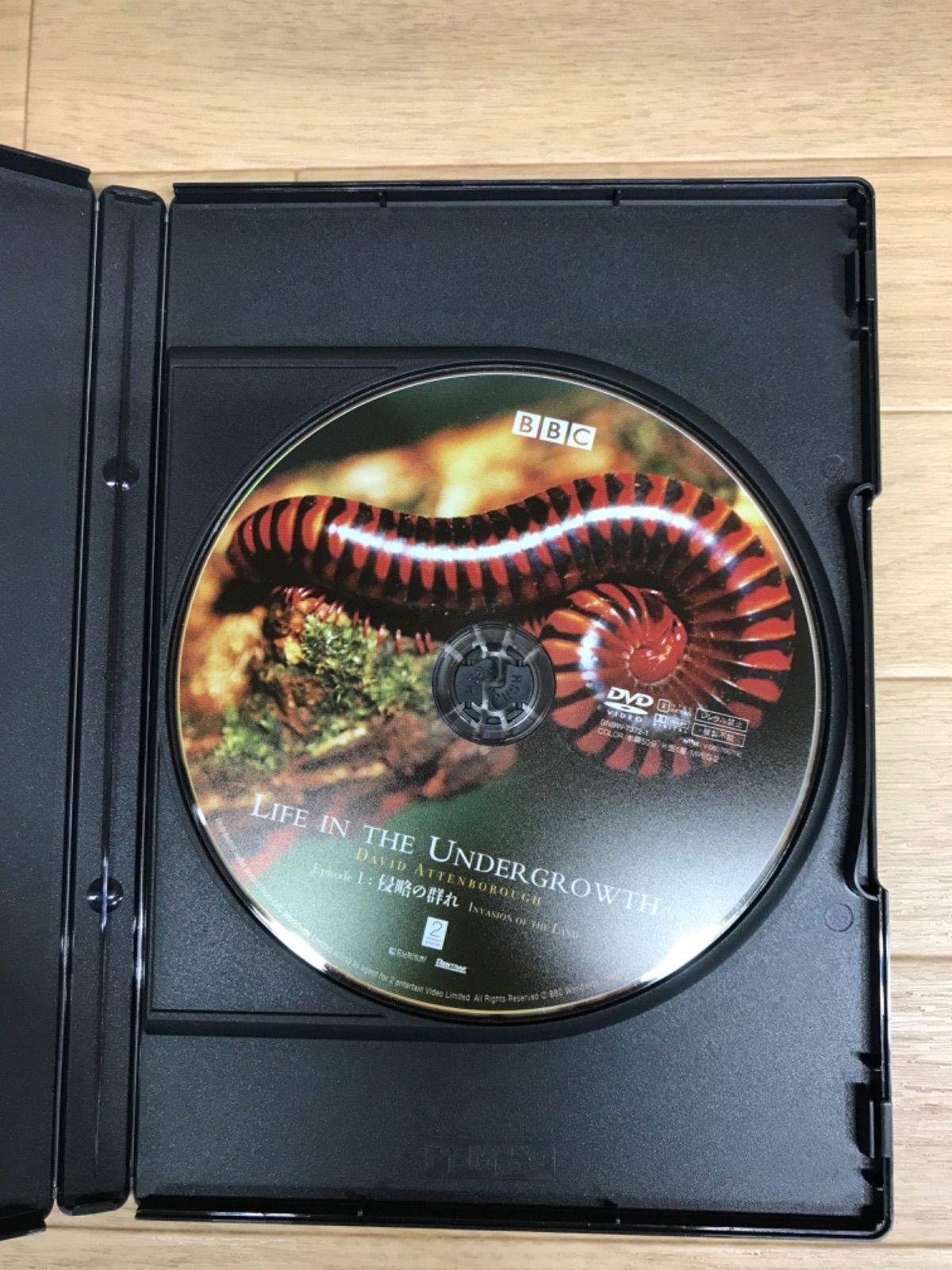 UNDERGROWTH 昆虫の世界