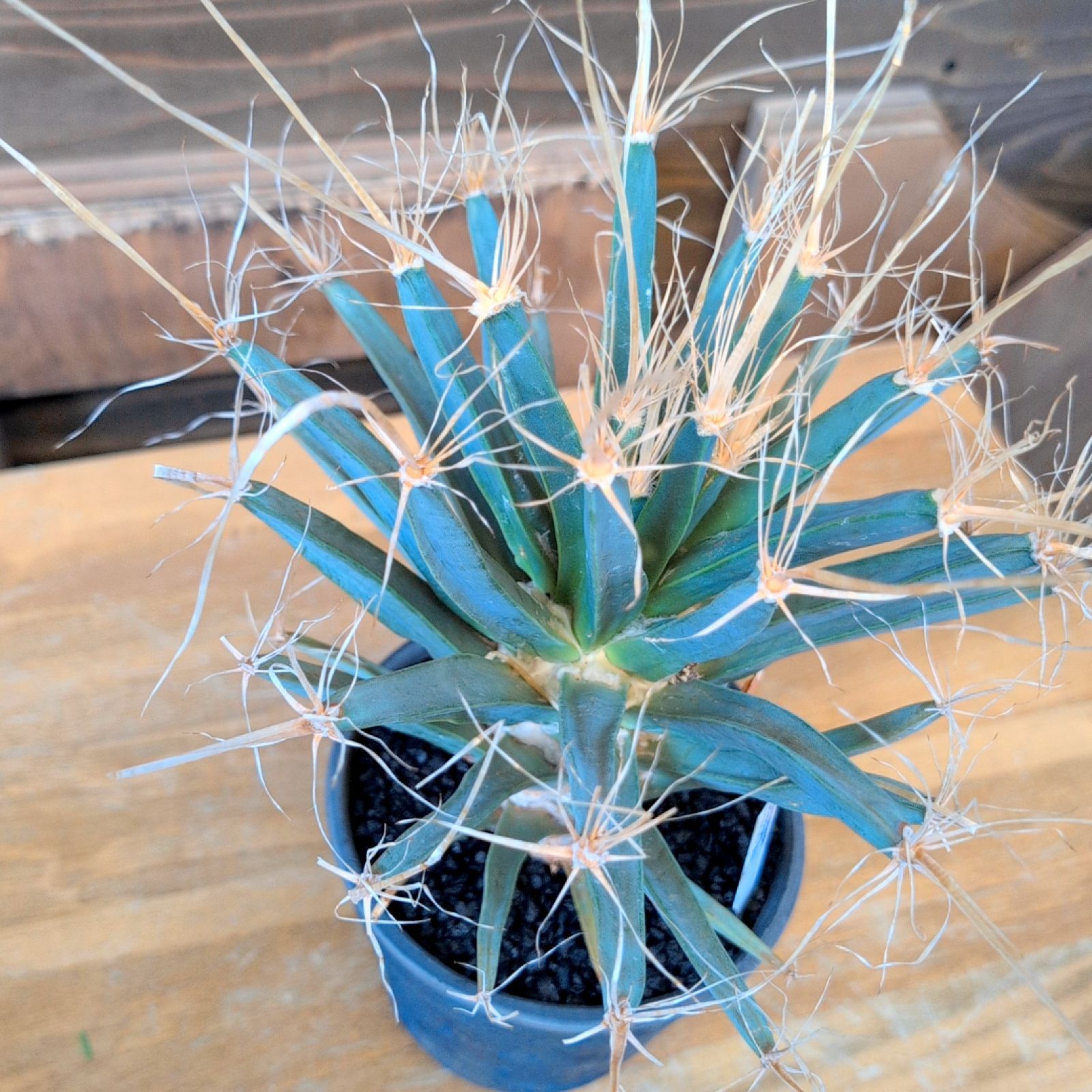 レウクテンベルギアプリンピキス