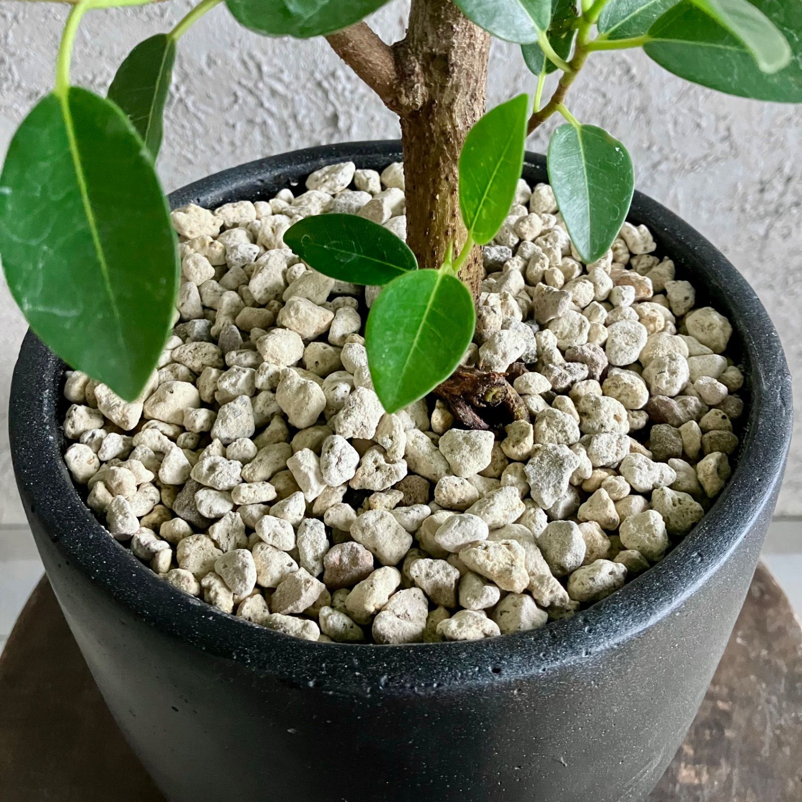 美形 螺旋 曲がり仕立て フィカス フランスゴム 7号 テラコッタ性