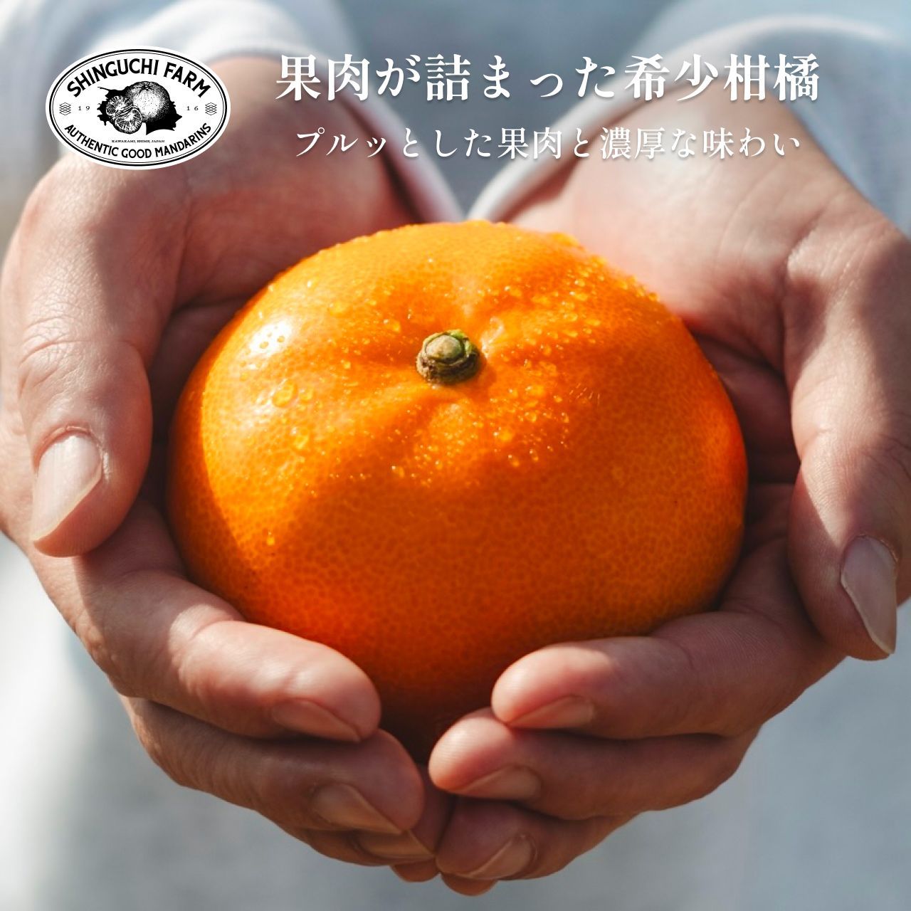 せとか 5kg
