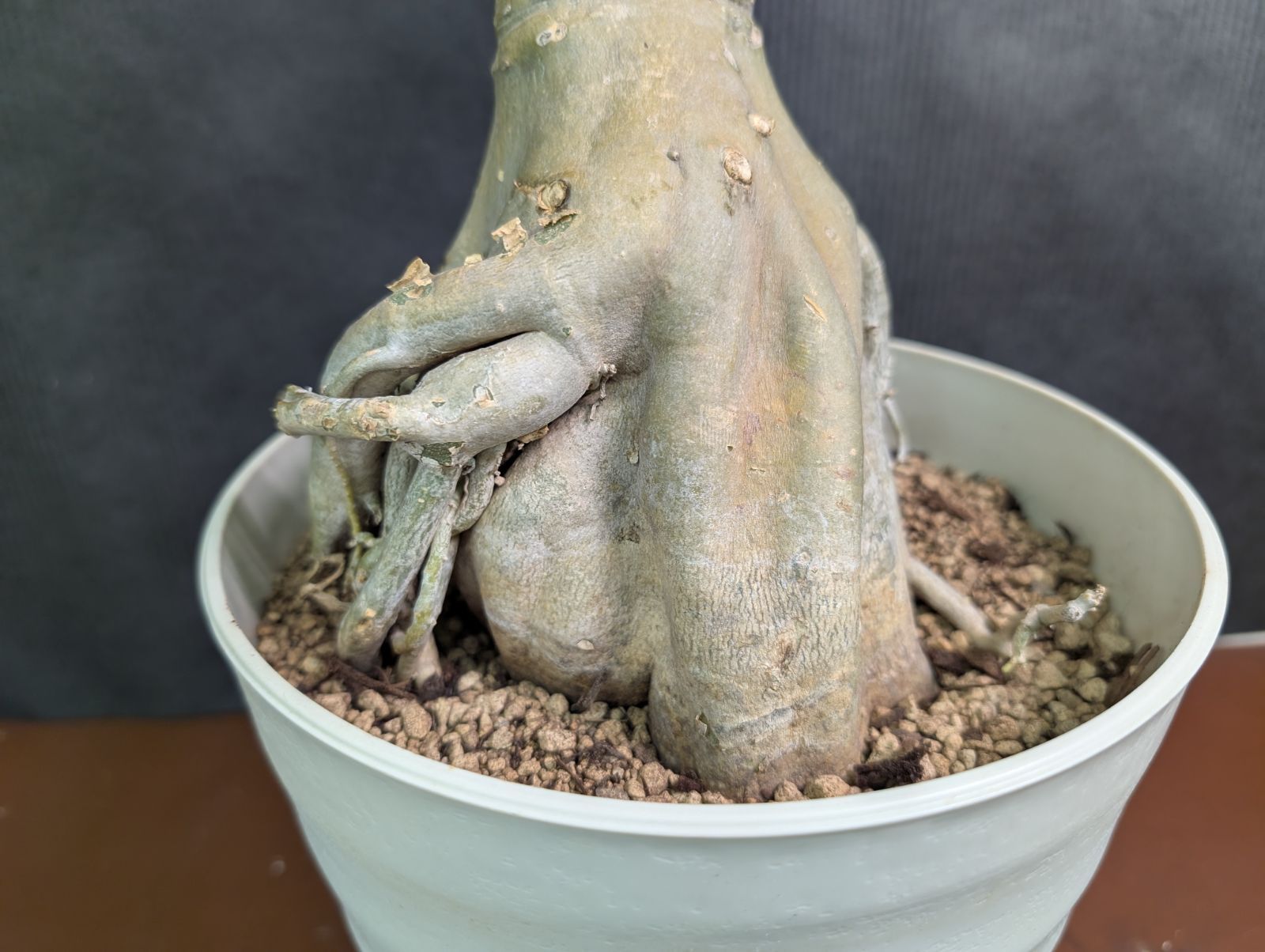 現品1点もの レア品 アデニウム 大きい！ 花付 7号鉢 珍しい