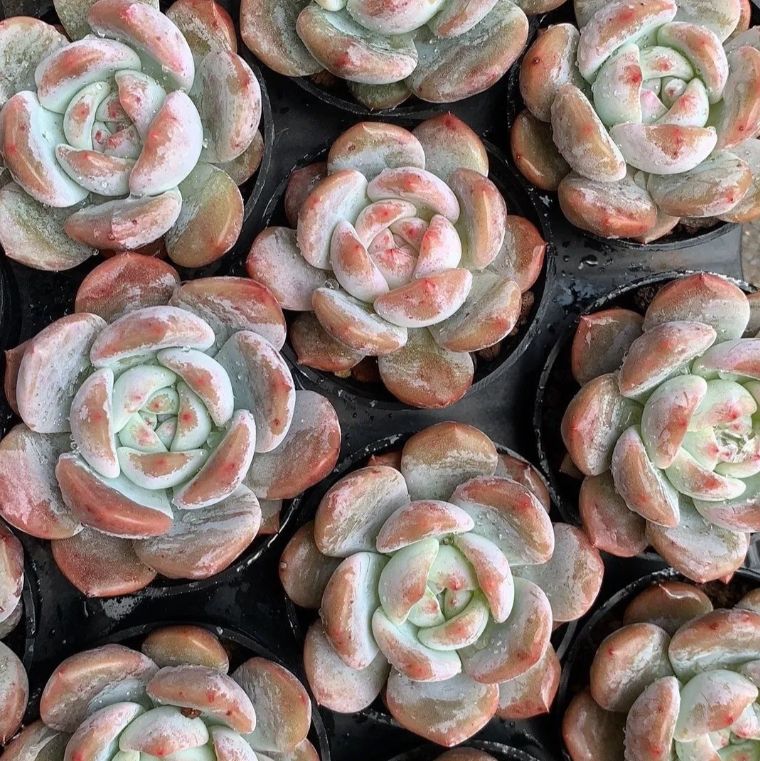 お得な9苗セット！cozさん・韓国苗　札付き・メルカリ便発送！ お得な9苗セット！cozさん・韓国苗 札付き・メルカリ便発送！ 2025