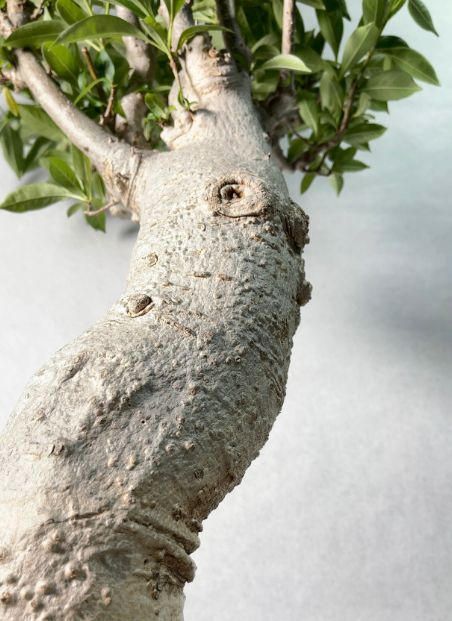 富士ブナ ぶな 山毛欅 大品盆栽 引取り限定 植物 シンボルツリー