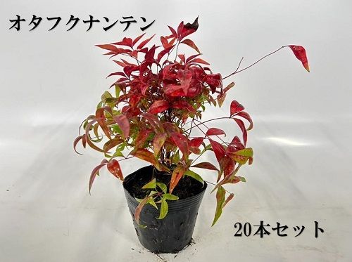 20本セット オタフクナンテン樹高0.2m前後12cmポット