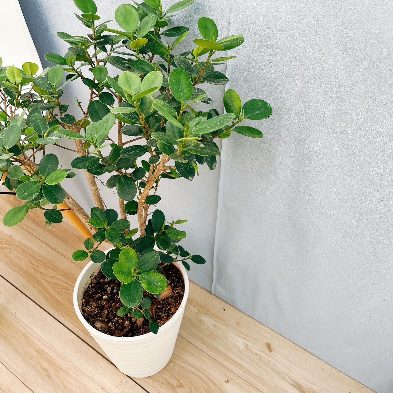 現品］【希少】21番 パンダガジュマル 8号 観葉植物 室内 レア 多幸の