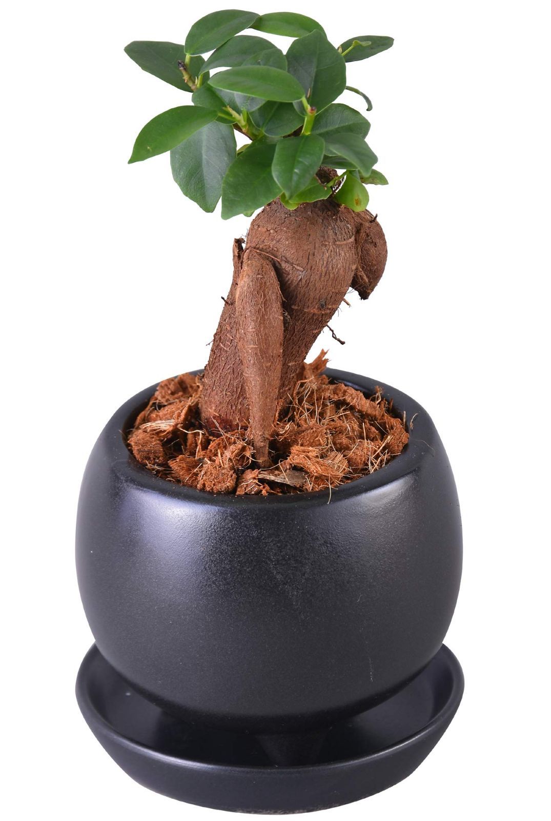 新着商品 観葉植物 ミニ ガジュマルの木 本物 ガジュマル 鉢植え がじゅまる 花のギフト社 ガジュマル鉢植え