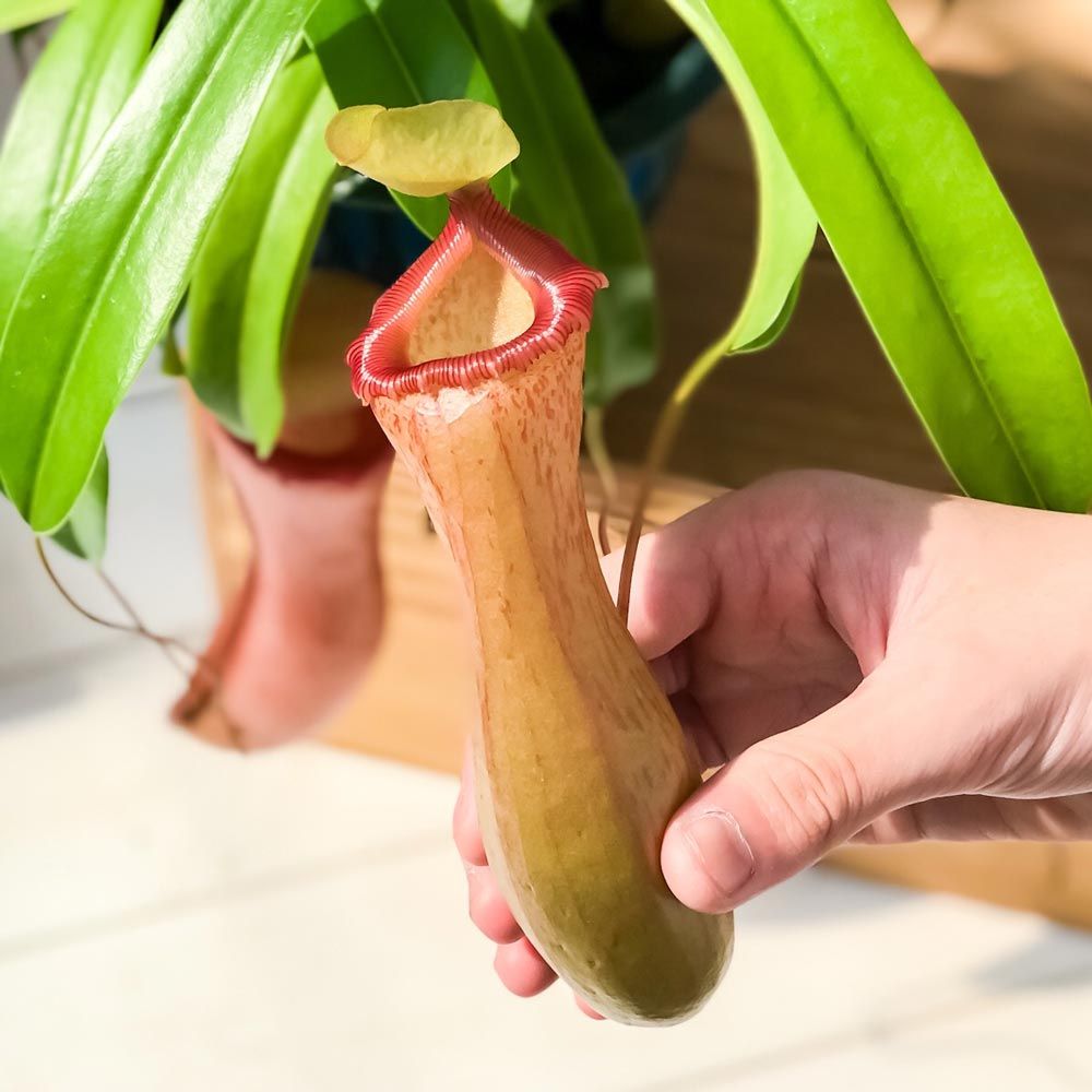 PLANCHU 食虫植物 ネペンテス ベントリコーサ レッド 5号吊り鉢 育て方