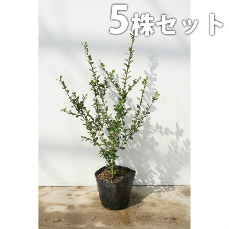 小売 DOWLUCK クランキーベイト 青色・オレンジ水玉