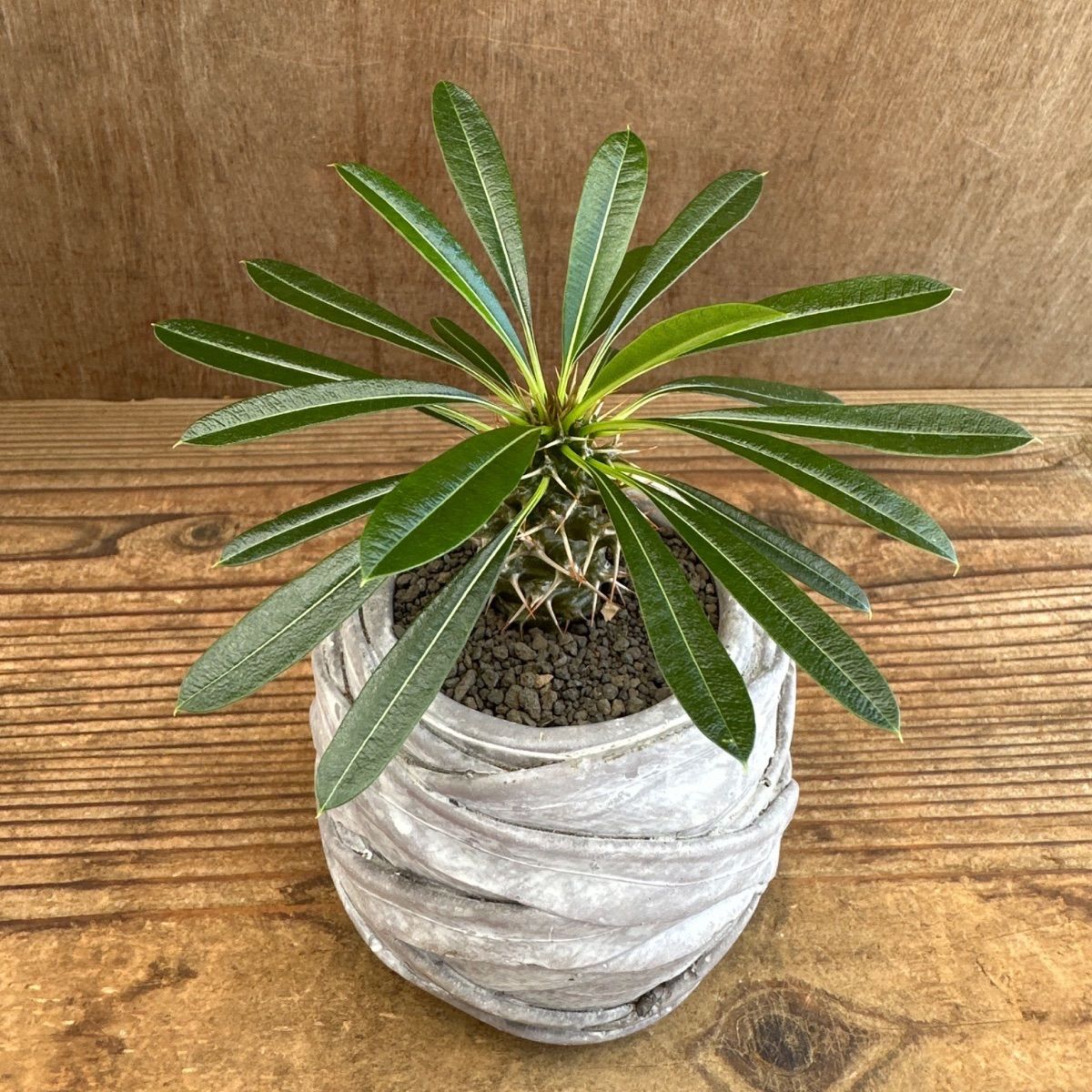 パキポディウム ラメリー ③ 現品 Pachypodhium lamerei パキポジウム 