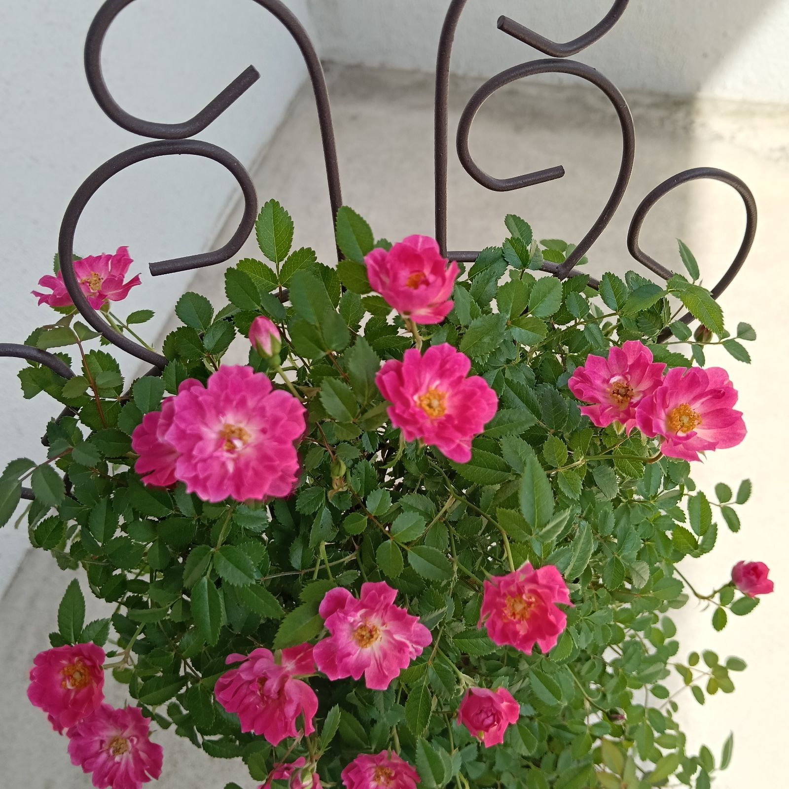 ミニつるバラ苗 真珠貝 バラ苗　ばら苗 真珠貝 ミニつるバラ苗 バラ苗 ばら苗 薄ピンクの通販 by S&M