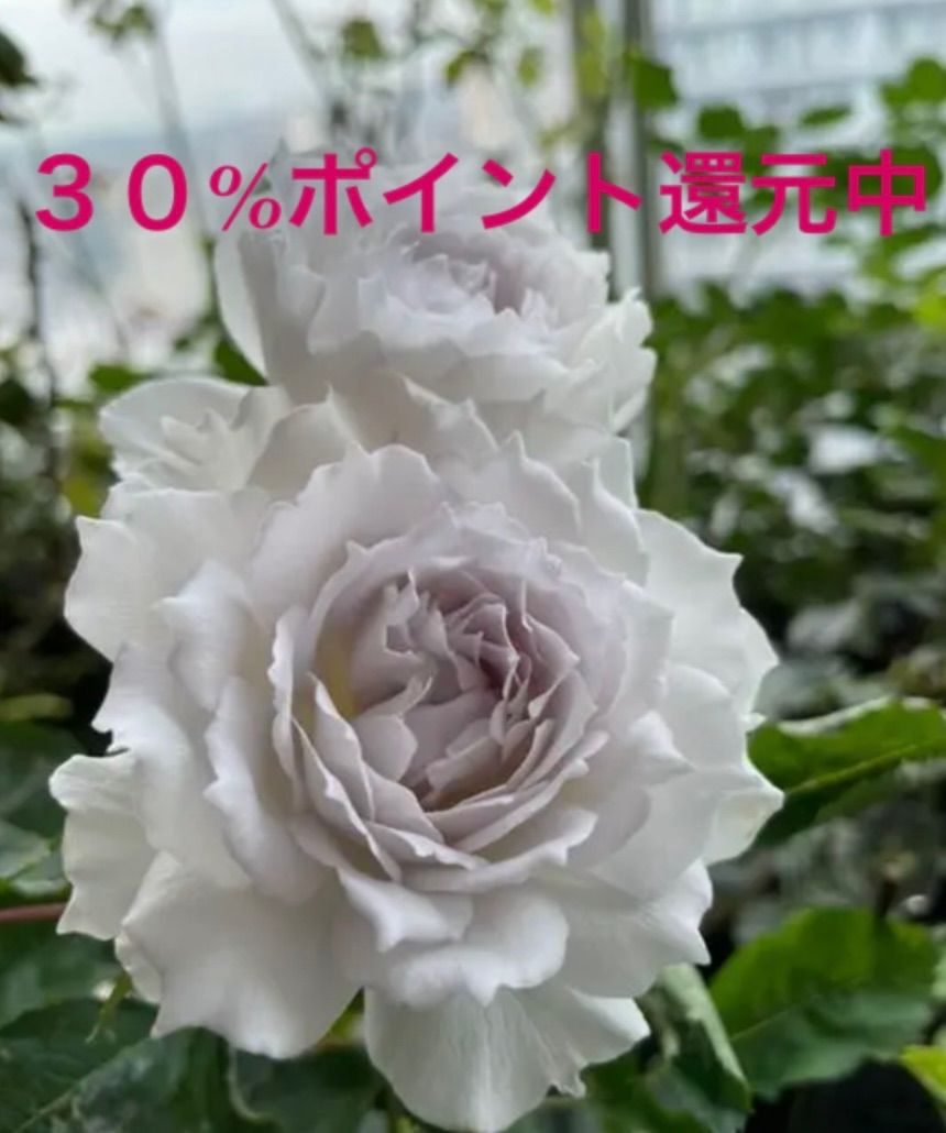 【本物新品保証】 蕾二つ付き♡超強香！大好きな薔薇 絶世の氷美人 バラ苗 数量 フラワー・ガーデニング