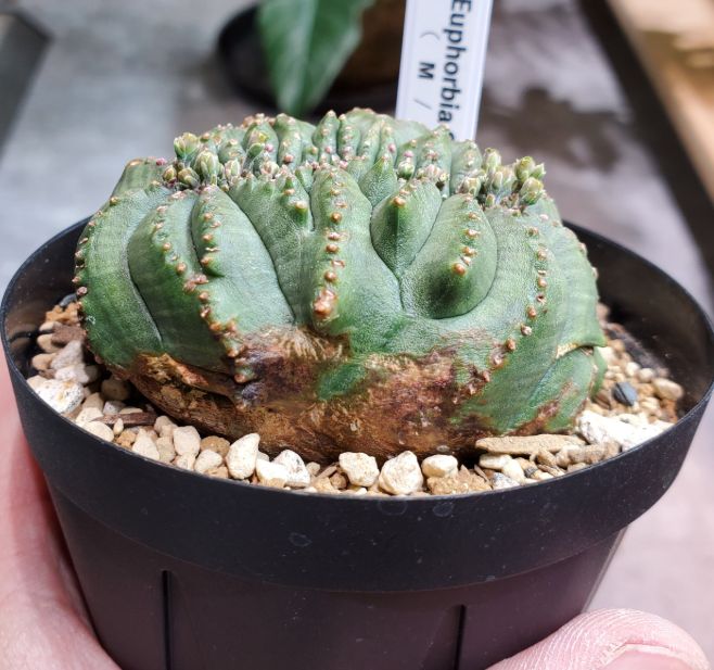 超希少 綴化 ユーフォルビア オベサ Euphorbia obesa 良形 選抜