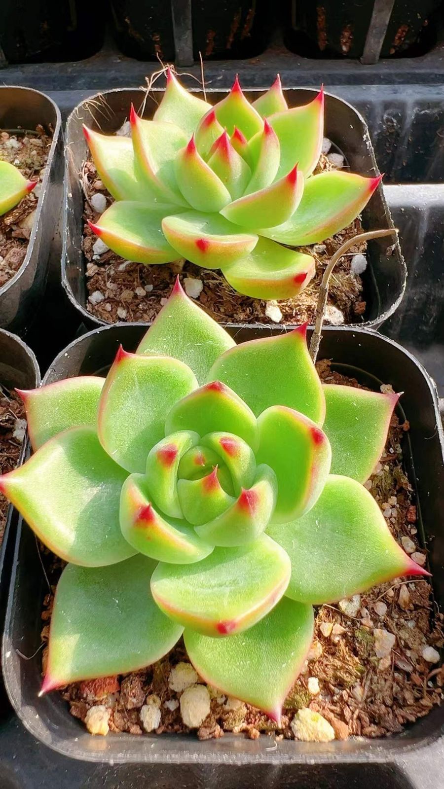 多肉植物　韓国苗　ブルードラゴン　大きめ　抜き苗 多肉植物 韓国苗 ブルードラゴン 大きめ 抜き苗 70株の抜き苗セット