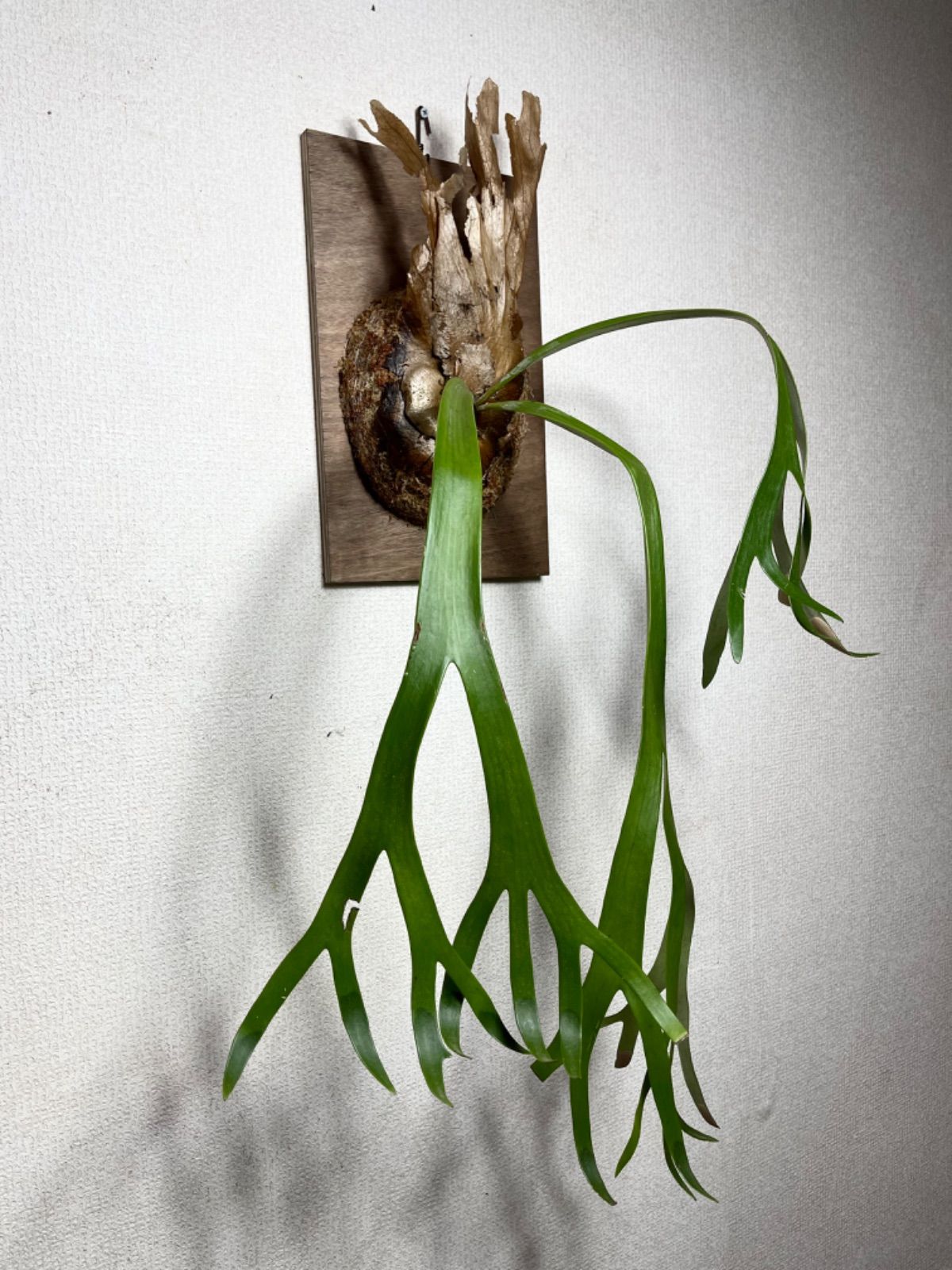 特大株 P.willinckii Wild Java ウィリンキーワイルドジャワ