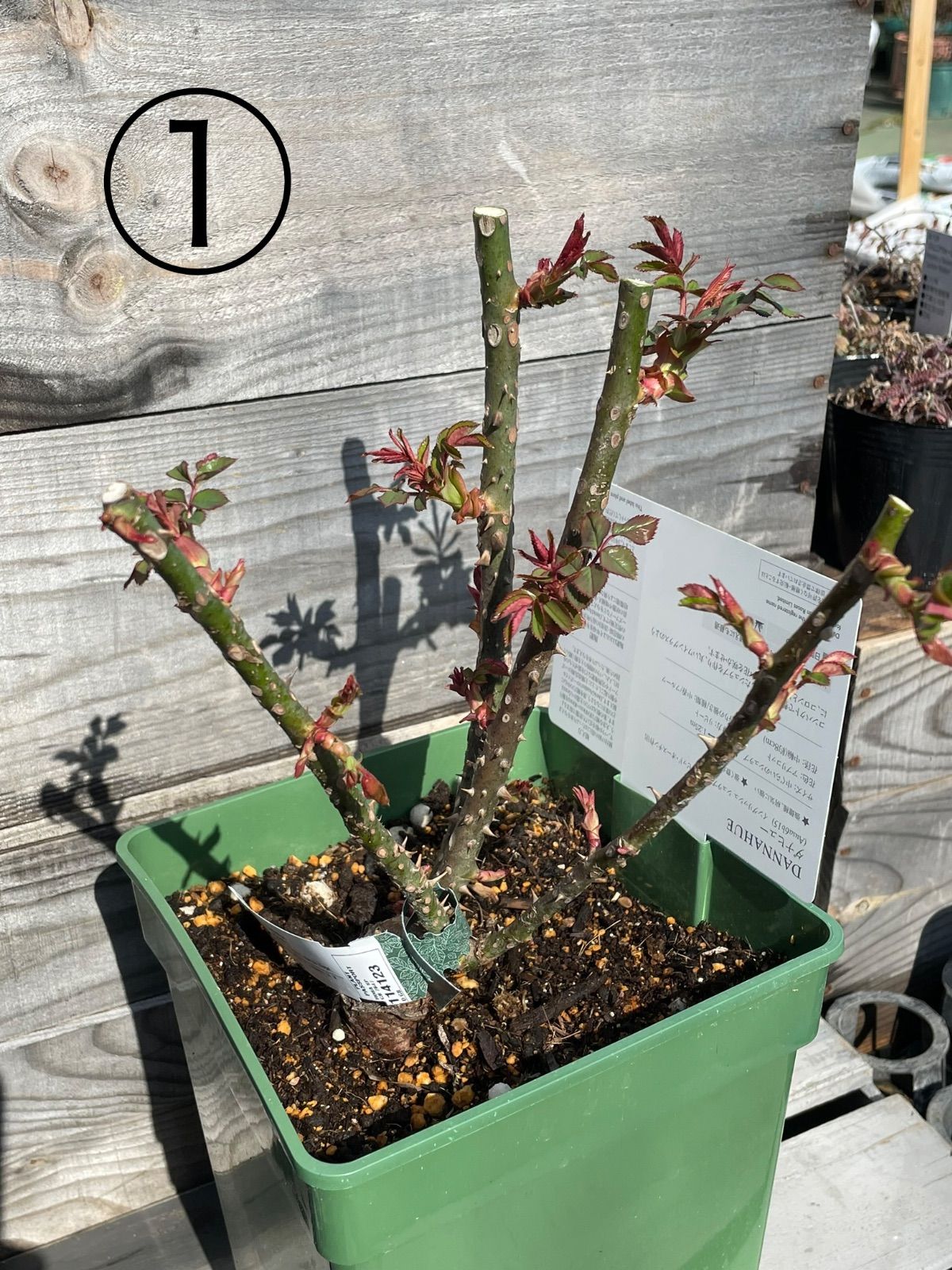 デビッドオースチン ダナヒュー 6L鉢 メルカリ