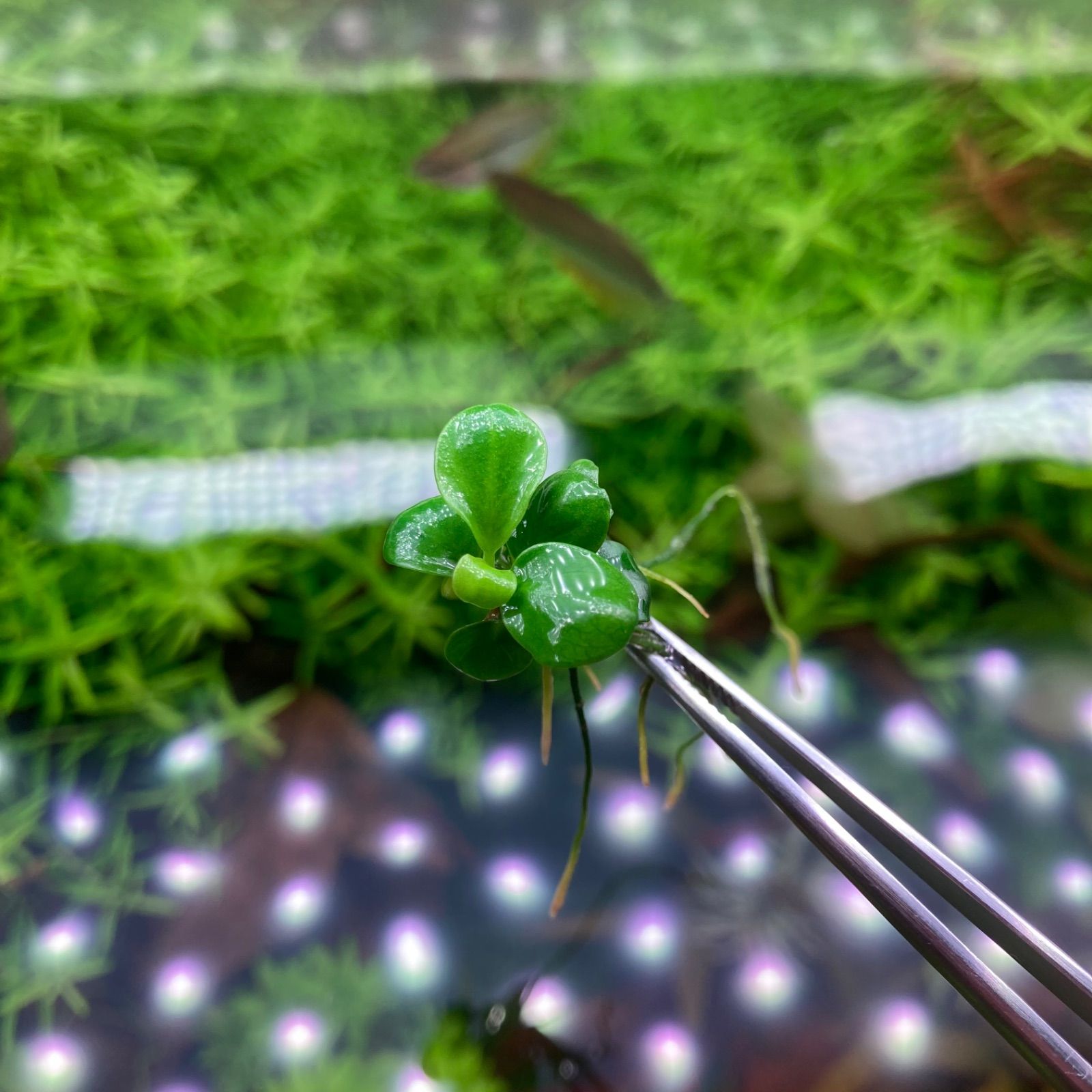 アヌビアスバルテリー ミニコイン【水中葉】1株 - メルカリ