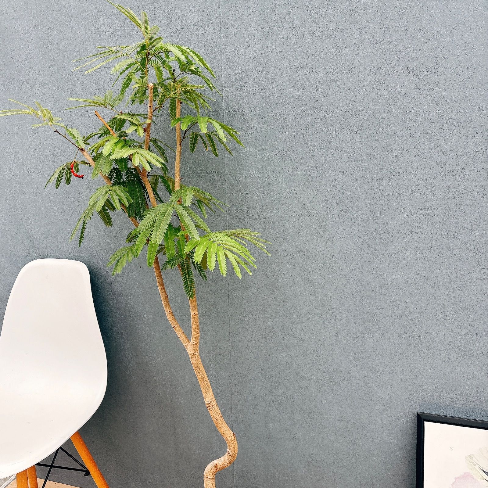 現品］10番 節約 エバーフレッシュ 曲がり 8号 観葉植物 室内 大型