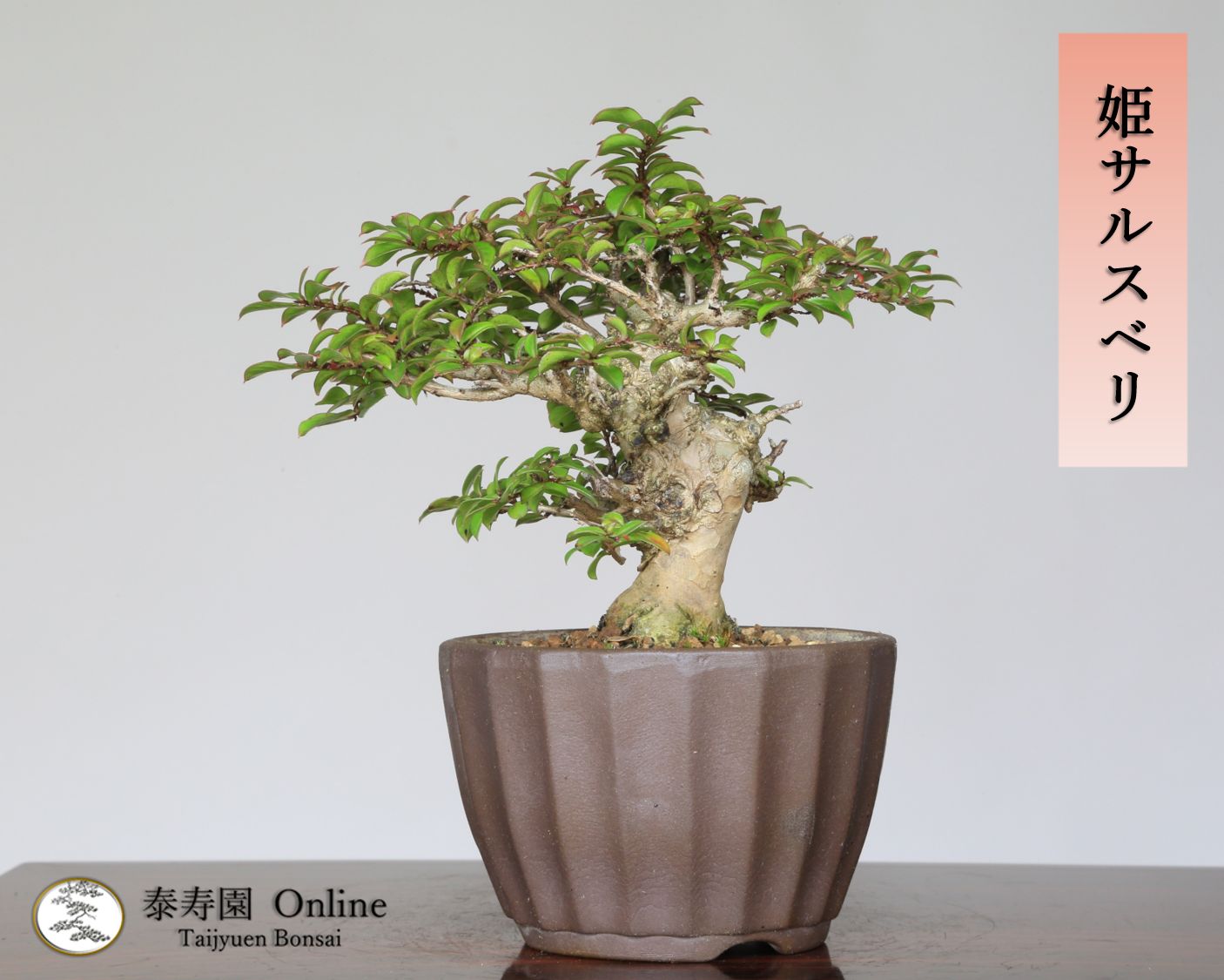 小品盆栽サルスベリ 泰寿園 Online】八房品種『姫サルスベリ』百日紅 ミニ盆栽 小品