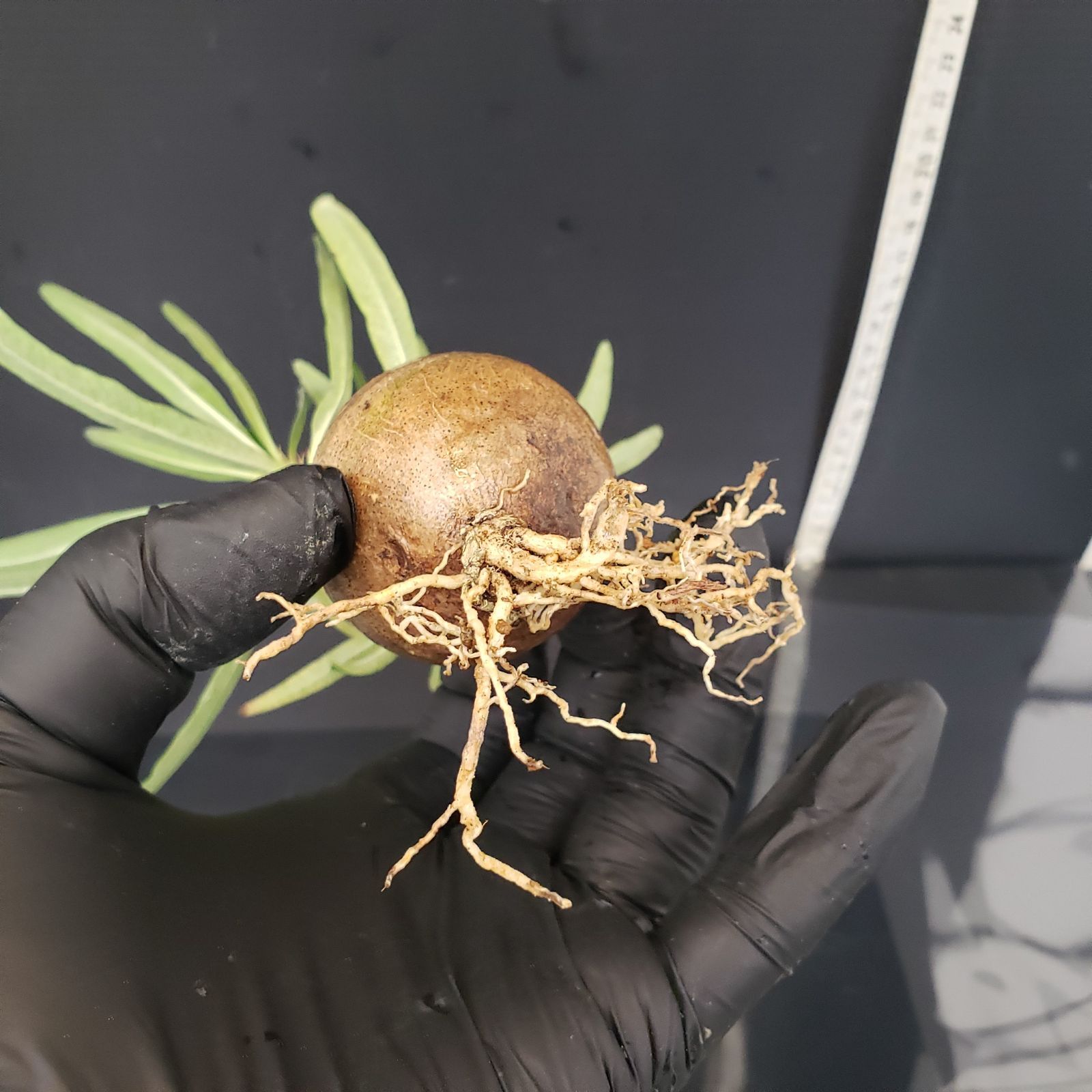 パキポディウム グラキリス 発根済 抜き苗 発送 イ4297 「現地株