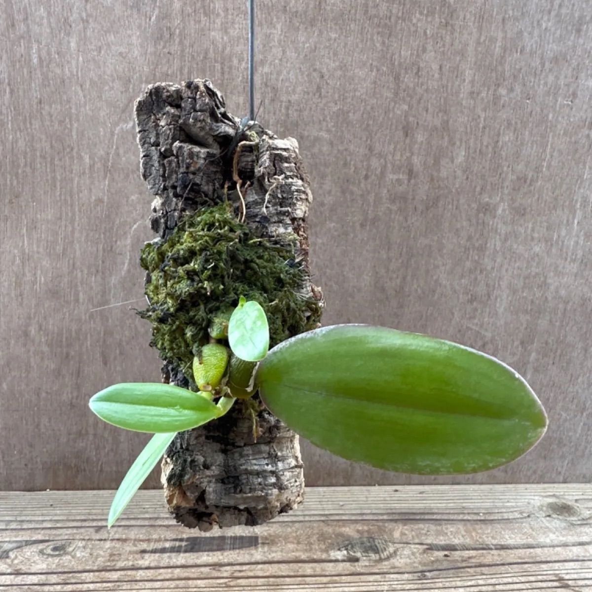 バルボフィラム ファレノプシス ② コルクアレンジ Bulbophyllum phalaenopsis 現品 観葉植物 観葉 植物 珍奇植物 珍奇  珍しい レア 希少 着生ラン ラン 蘭 ハンギング 吊るす 吊り下げ インテリア おしゃれ かわいい - メルカリ