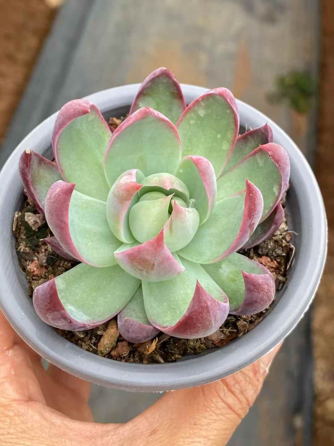 QS1035×30 キョウコウセンシ 抜き苗 多肉植物 アエオニウム エケベリア 韓国苗