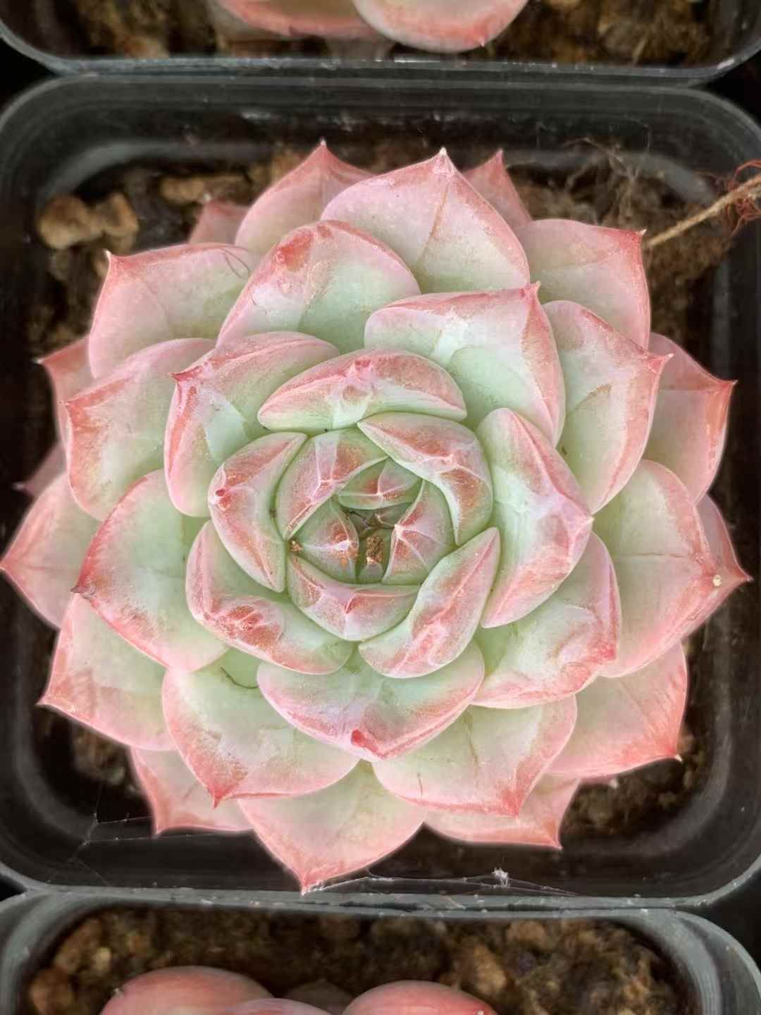 抜き苗 カンヒザツ LX903×40株 ふっくら 多肉植物 エケベリア