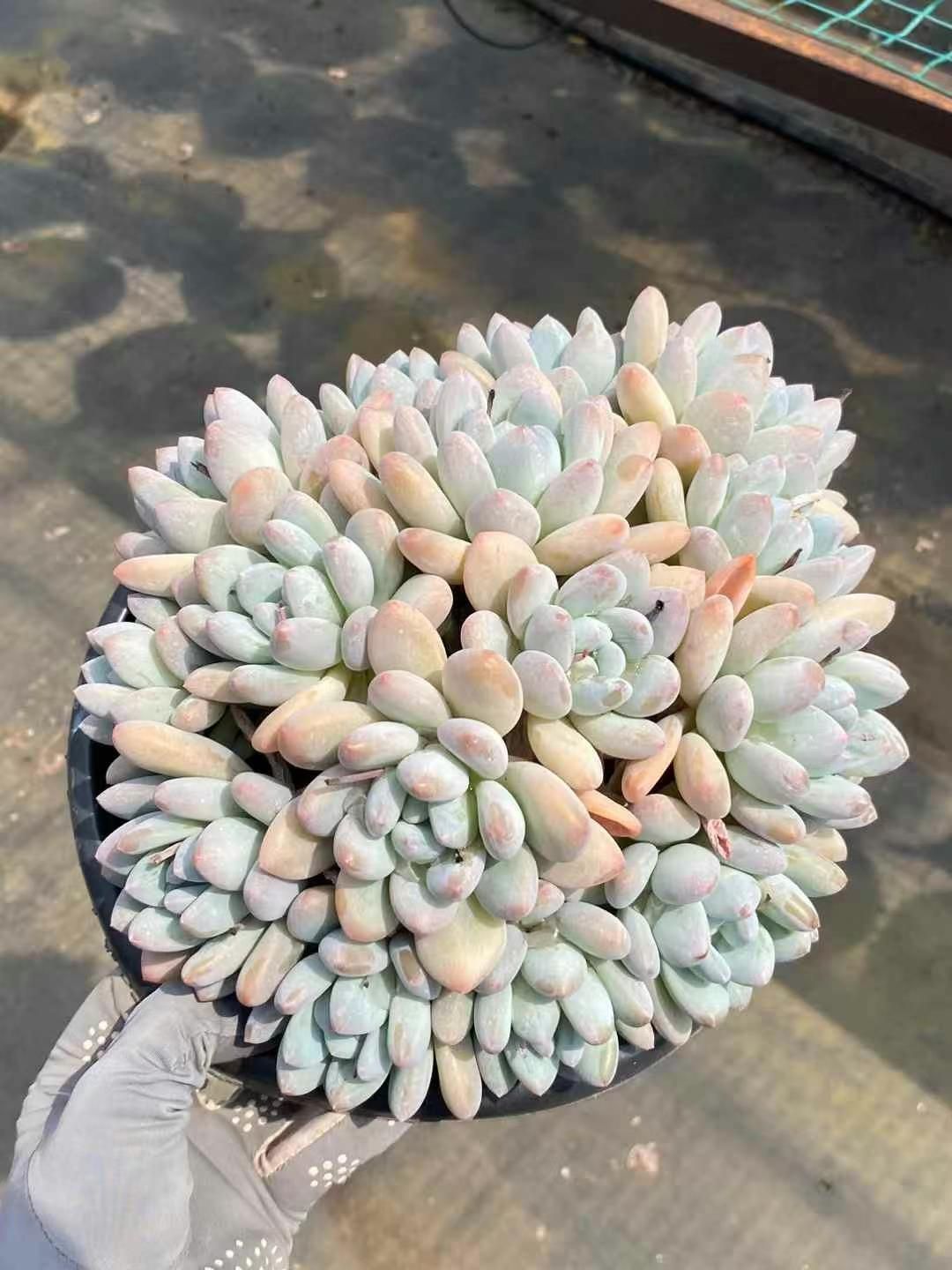 poland様専用 ビカクシダAysun'月神' + Nook Dwarf 【公式通販】