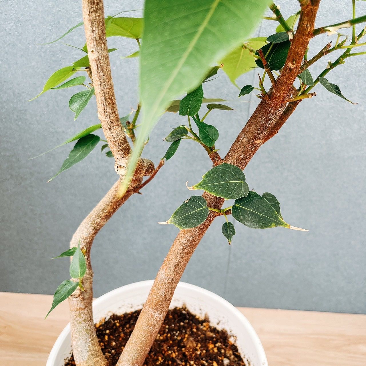 現品］A インドボダイジュ 7号 フィカスレリギオーサ 曲がり 観葉植物
