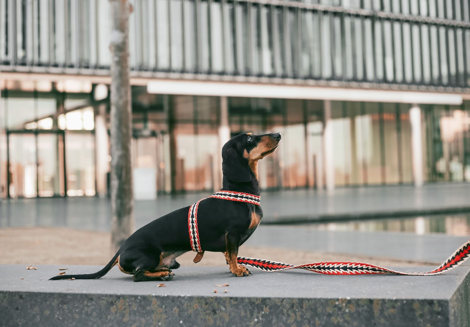 スペイン製 高級犬用ハーネスPeruvian Arrow Red（小型犬中型犬） - Q