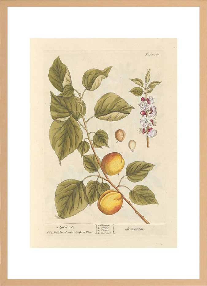 世界の名画 100年前 アートポスター ボタニカル 植物 果物 ハーブ ヴォイニッチ手稿 絵画 おしゃれ レトロ ポップ インテリア フレームなし （A3サイズ）（ポスターのみ）