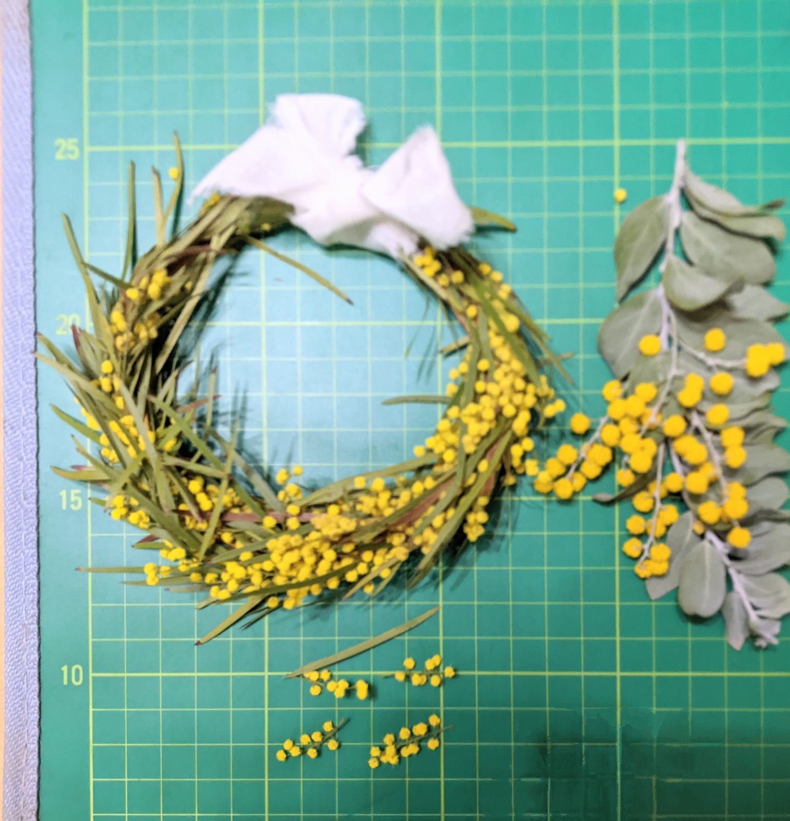 参考画像大きさの比較　アカシアブリスベンとパールアカシア 参考画像大きさの比較 アカシアブリスベンとパールアカシア アカシア