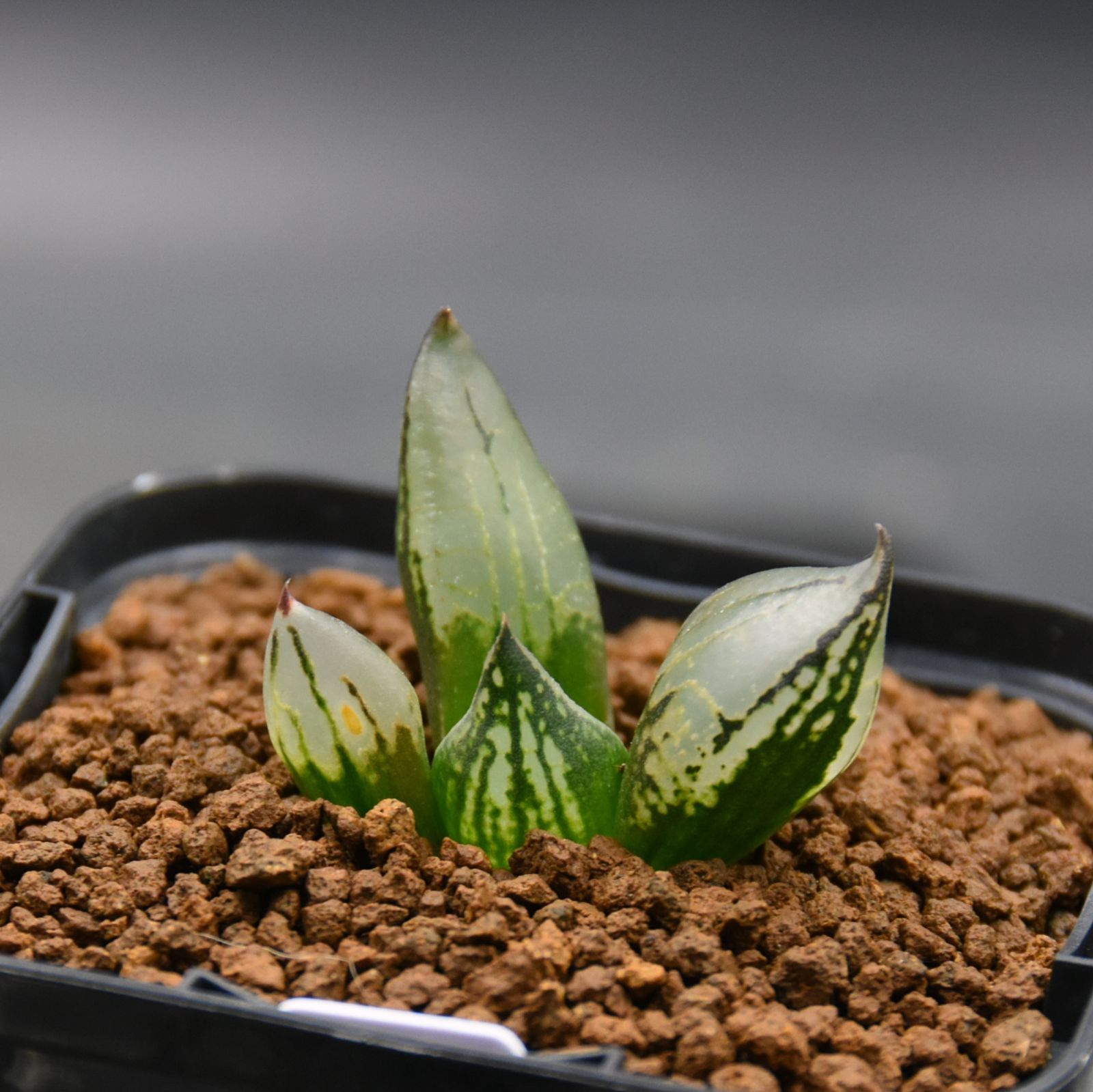 BP』ハオルチア スコット般若 - メルカリ