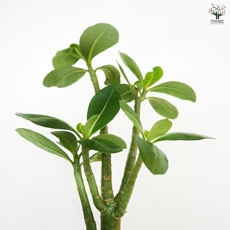 ＩＴＡＮＳＥ アデニウム アラビカム ブラックステム 5号 1個売り 多肉植物 コーデックス 塊根植物 学名 Adenium arabicum black stem キョウチクトウ科 別名 砂漠のバラ 浅黒く染まった独特の表皮が特徴 塊根が太く寸詰ま YUZUMIYA_COM