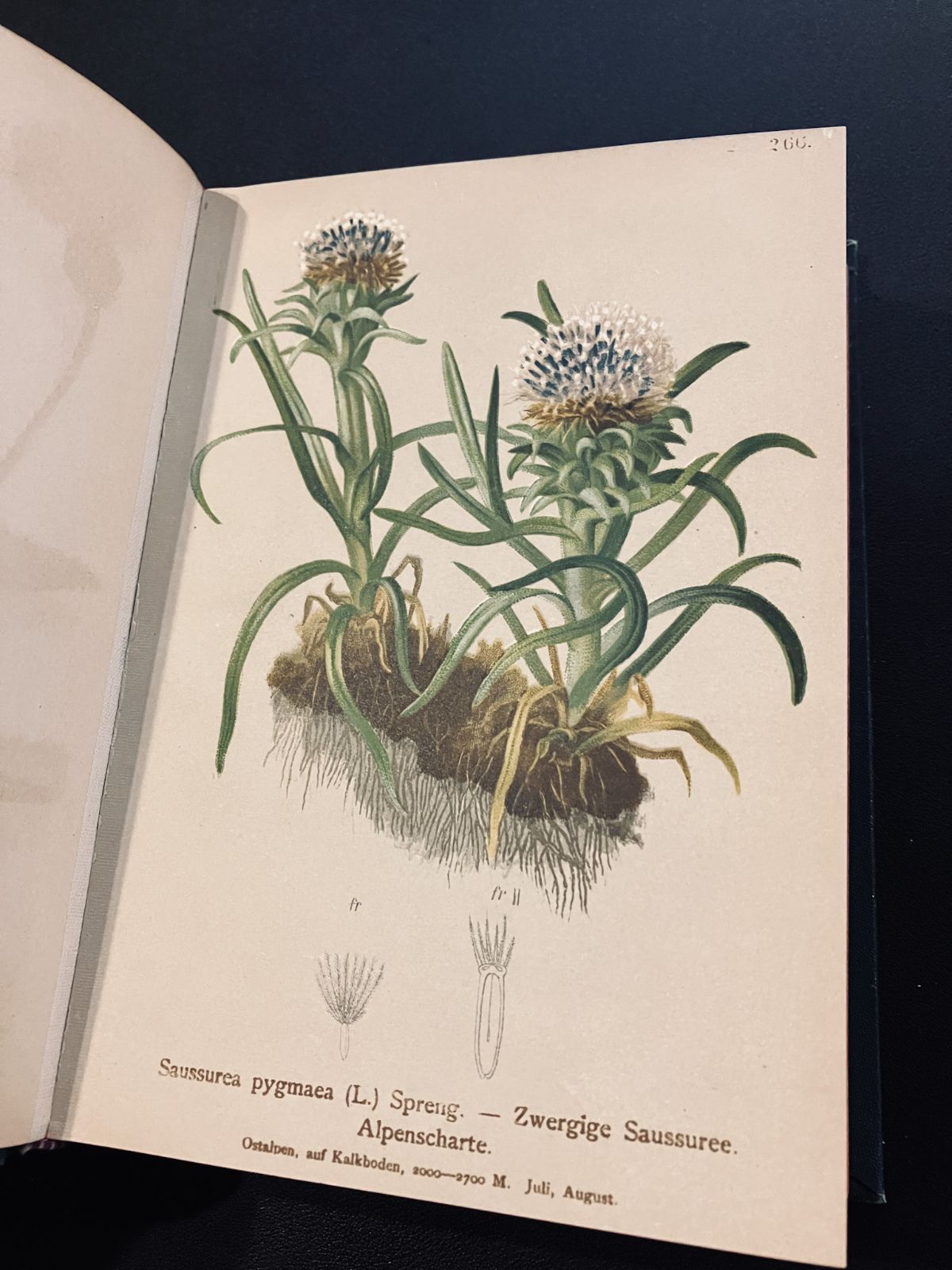 1887年の植物図鑑 リトグラフ図版100枚以上