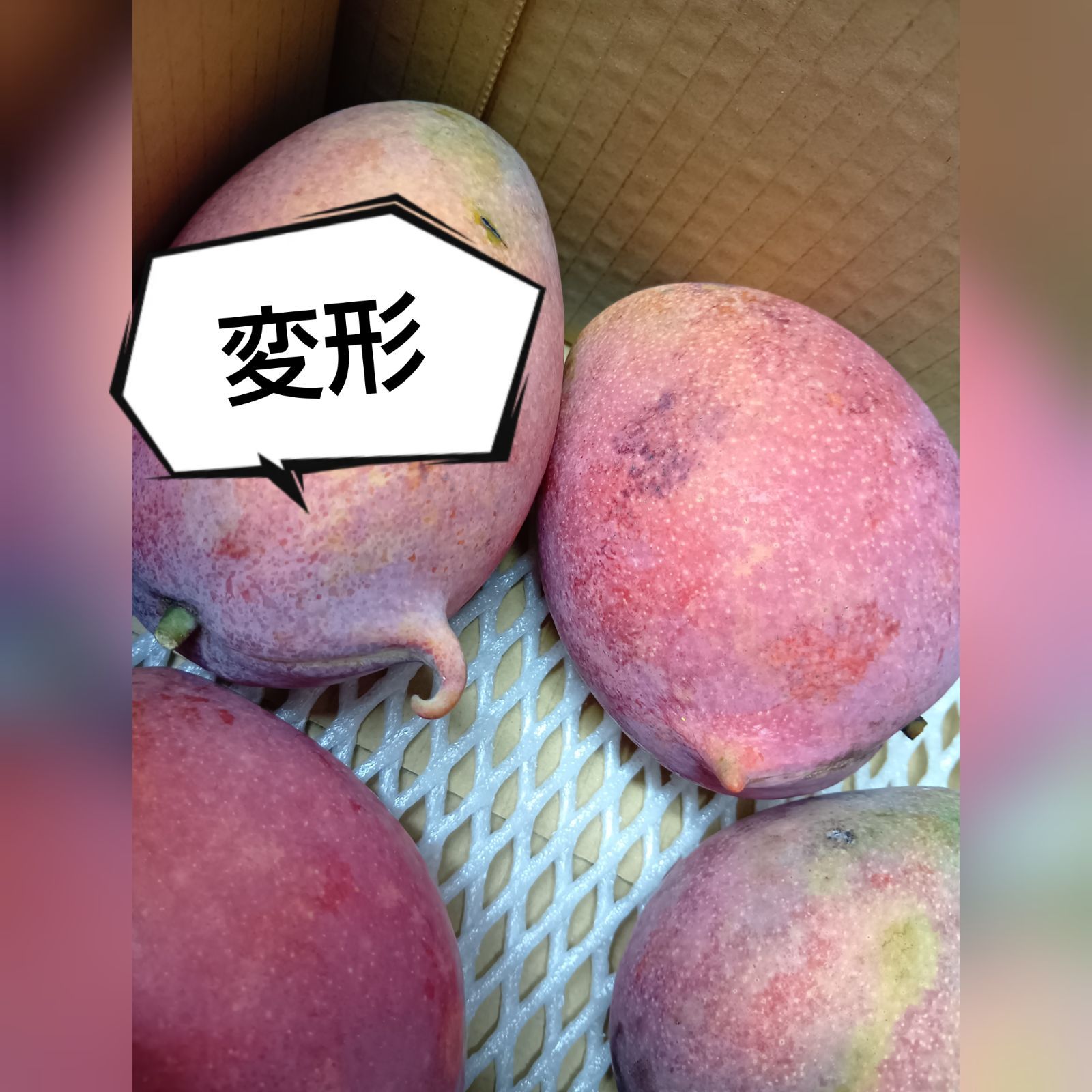 摘果マンゴー　15kg クール便発送！ 摘果マンゴー 15kg クール便発送！