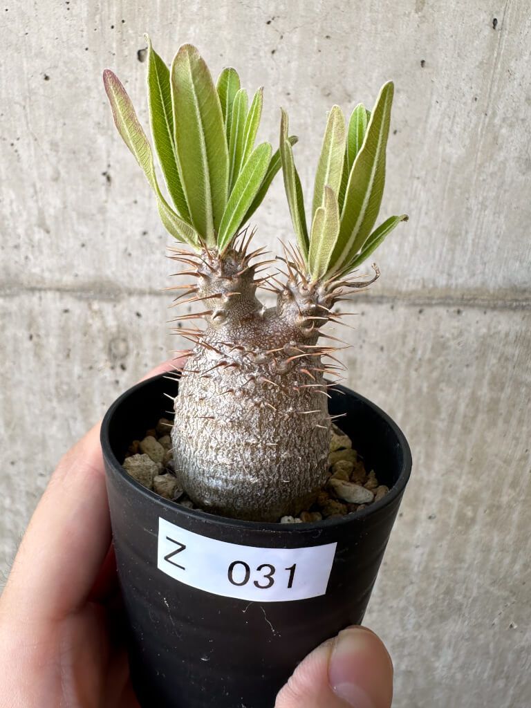 Y196【最新到着】Pachypodium グラキリス（L）（現地球・抜き苗