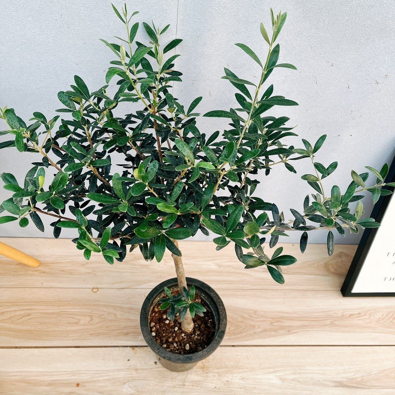観葉植物