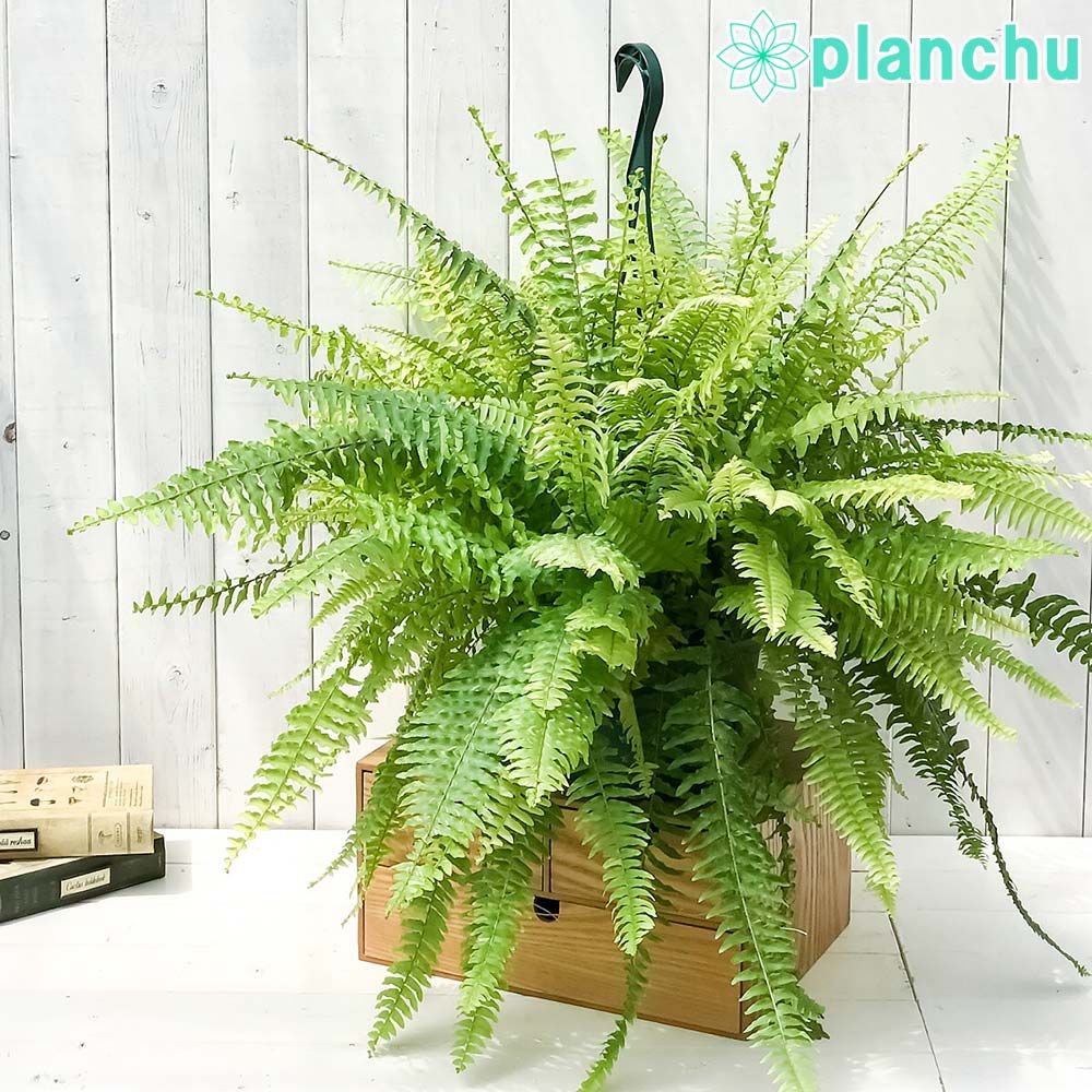 BF-S 初出し 法花園 板付子株 ビカクシダ 白ビ ビフル系？ ぱ*だ様