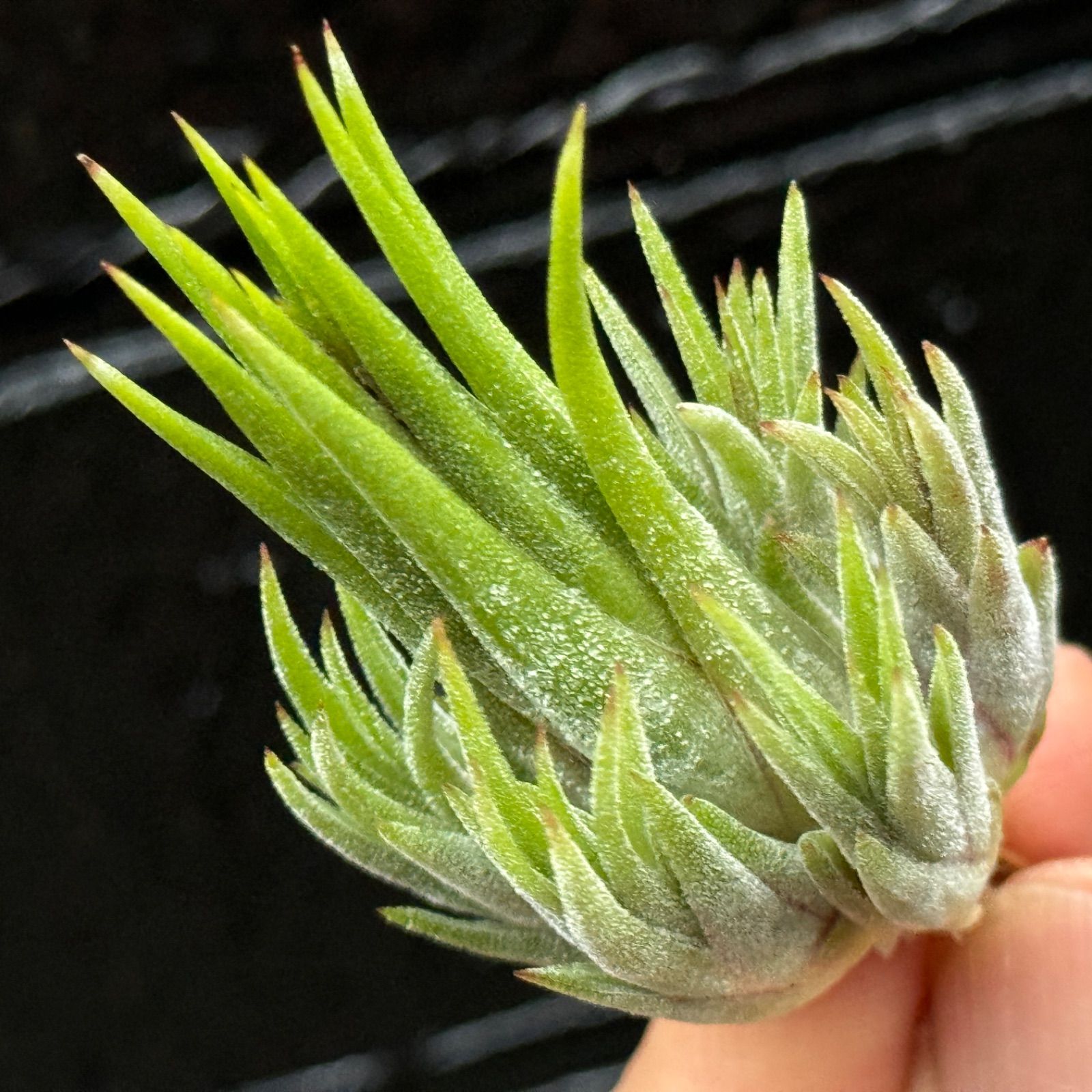 tillandsia ionantha pyramid 速達発送