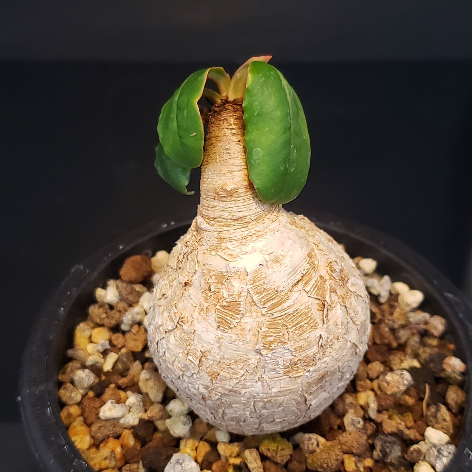 ユーフォルビア プリムリフォリア 現地球 euphorbia primulifolia