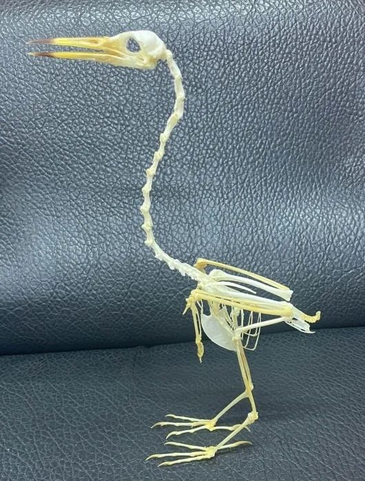 ジャワアカガシラサギの骨格標本 ジャワアカガシラサギ（javan pond heron）全身骨格標本 - メルカリ