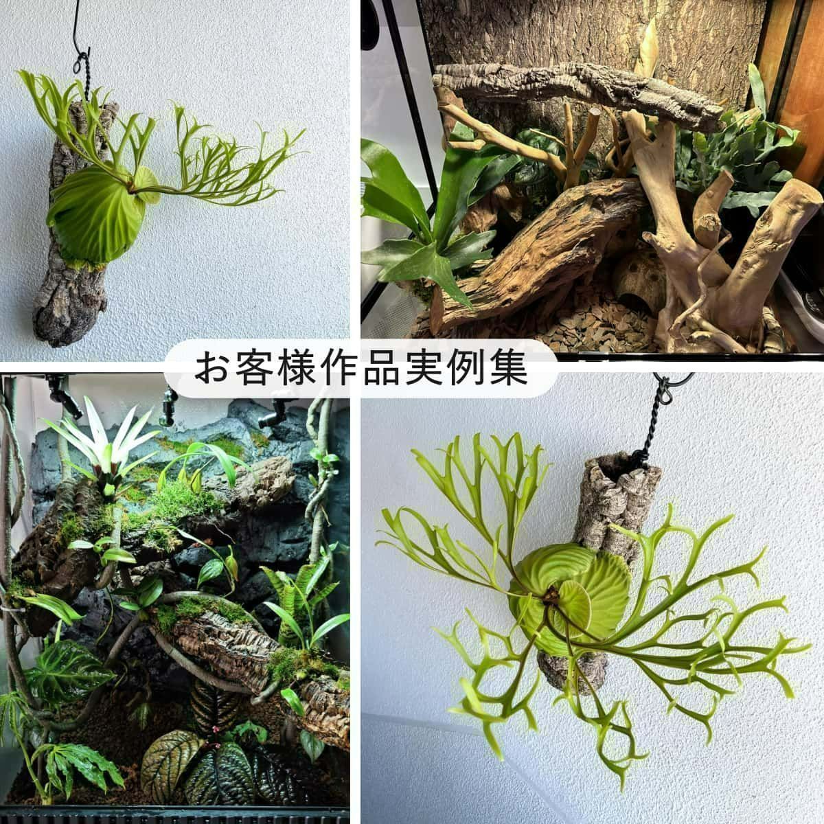 250815 ポルトガル産 キャノンコルク コルク樹皮 コルク板