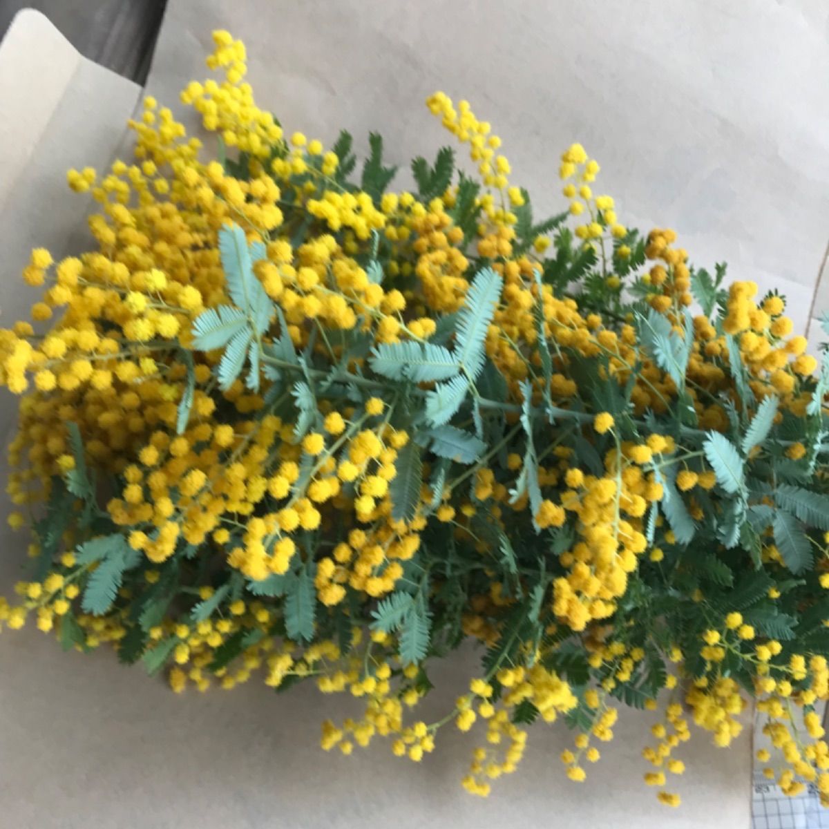 フレッシュ 花材 銀葉アカシア ミモザ 25-30センチ - メルカリ