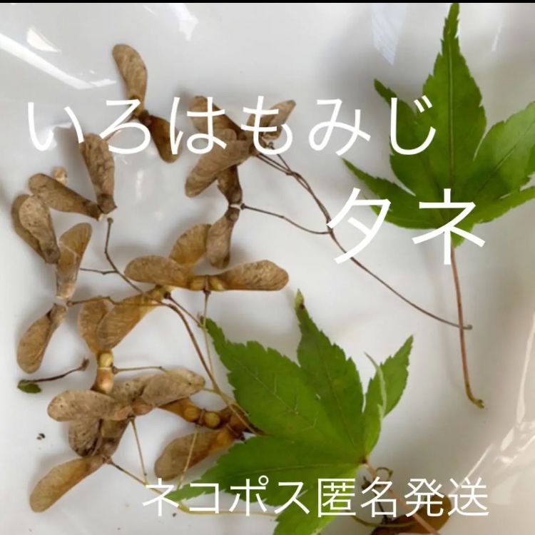 いろはもみじ(伊呂波紅葉)】2022年採れたて無農薬 - メルカリ